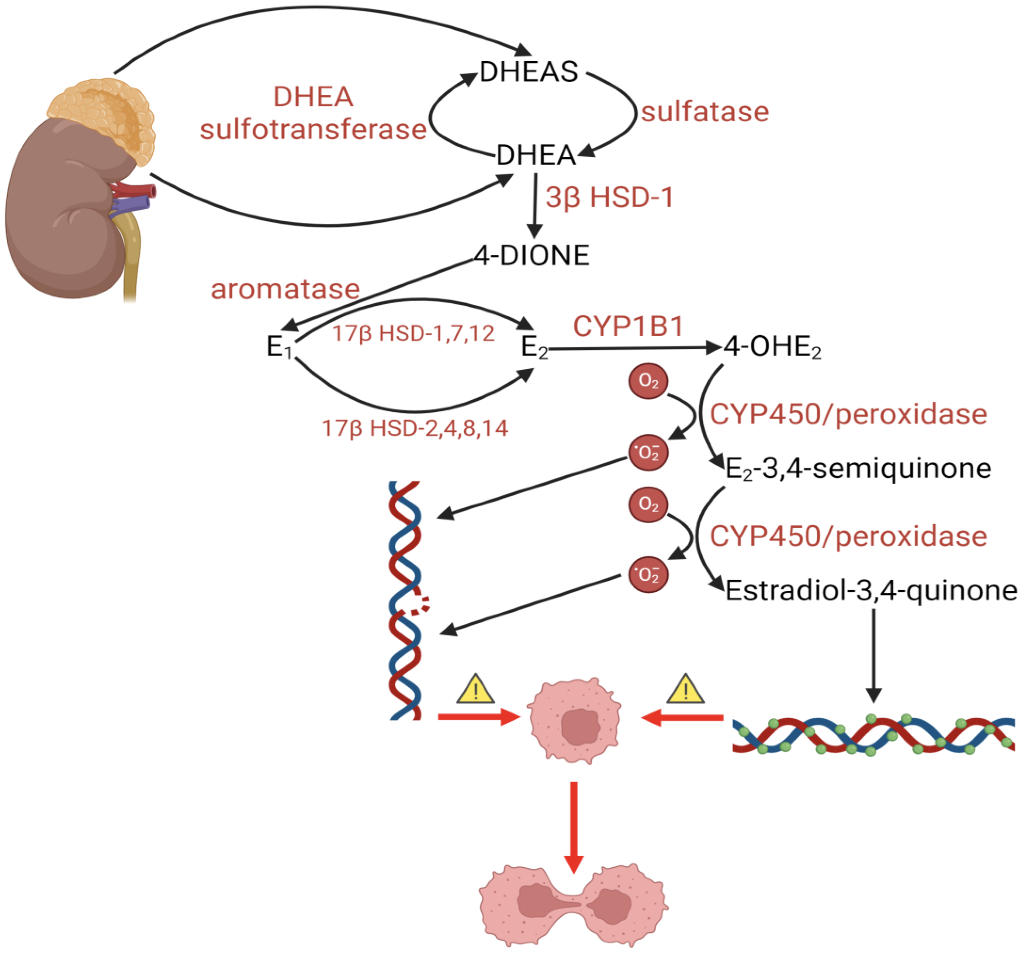 Ijms 25 08167 g002 Ijms 25 08167 g002