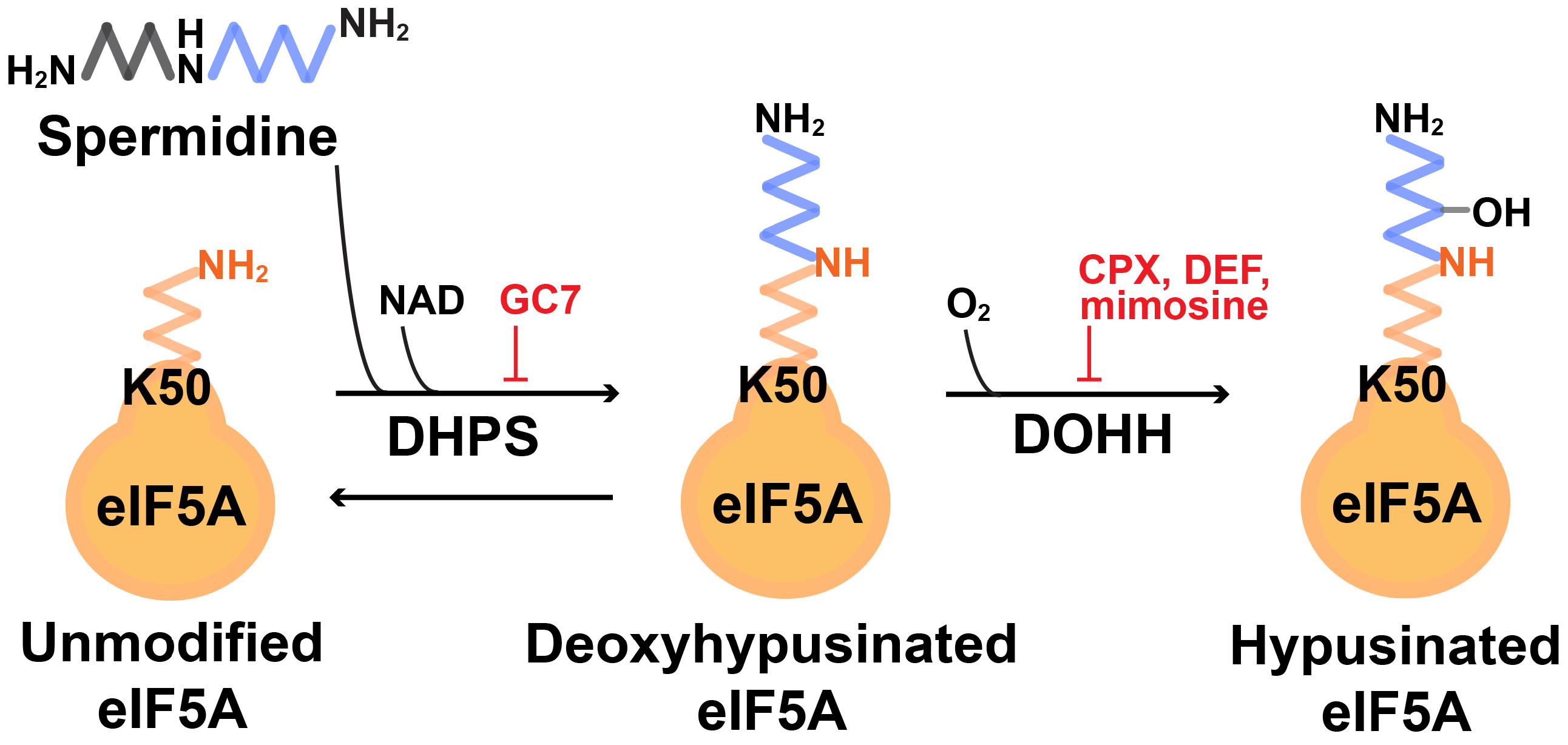 Ijms 25 08171 g001 Ijms 25 08171 g001