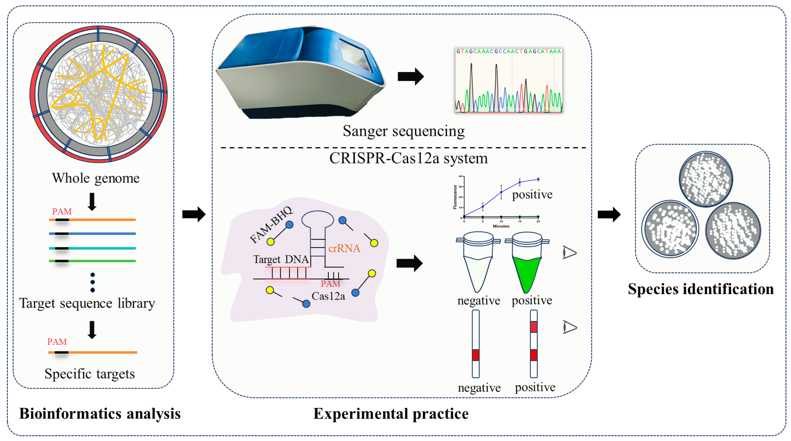 Ijms 25 08172 g001 Ijms 25 08172 g001