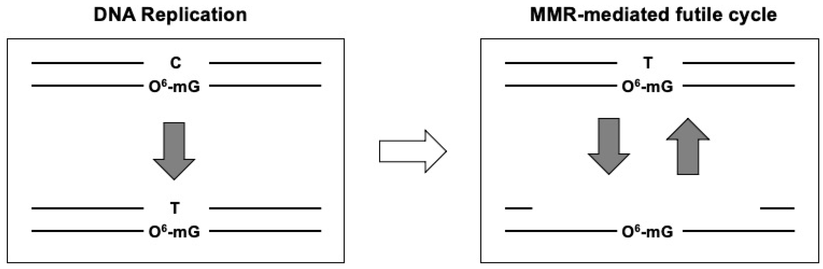 Ijms 25 08192 g001 Ijms 25 08192 g001