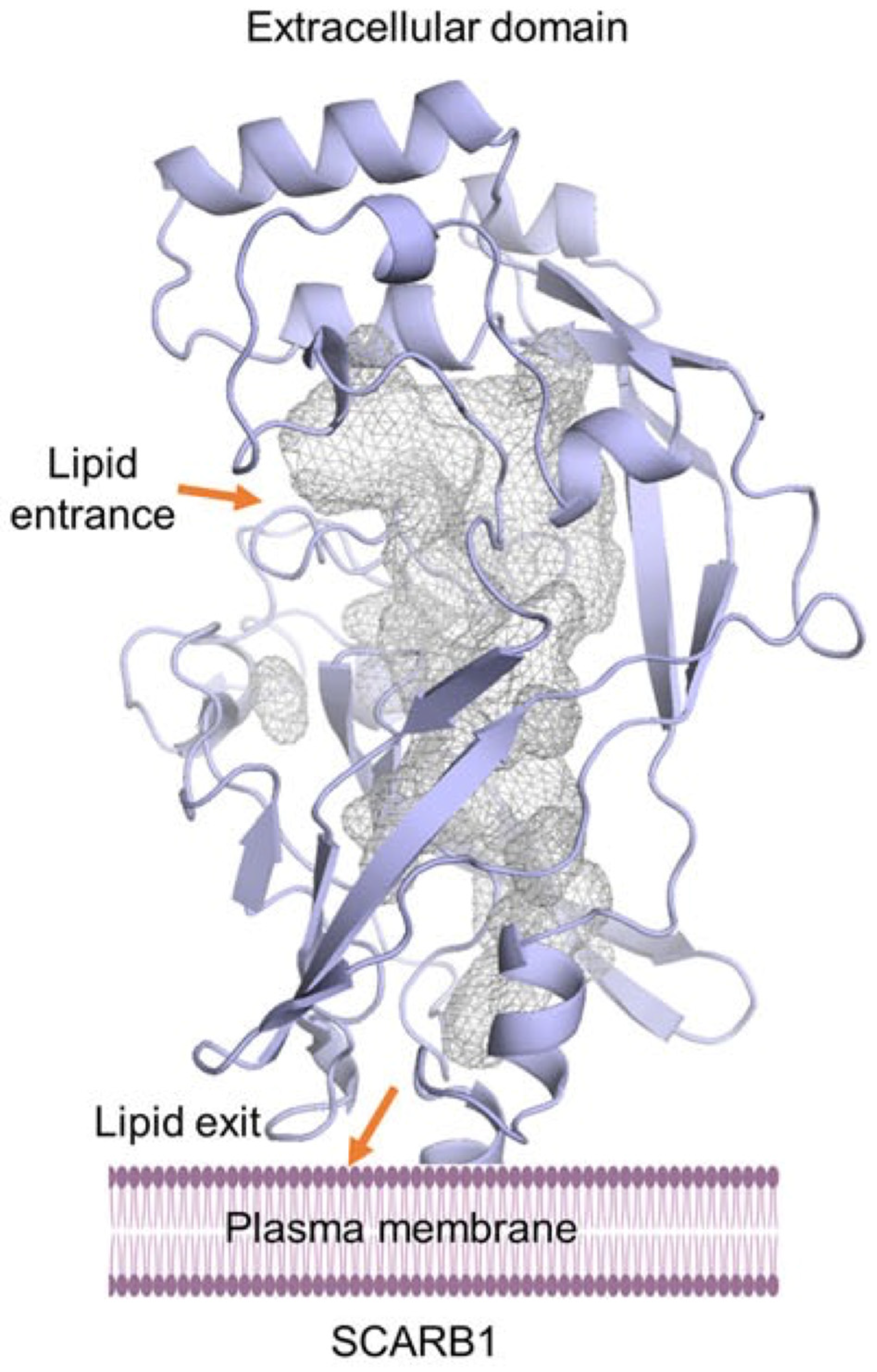 Ijms 25 08217 g002 Ijms 25 08217 g002