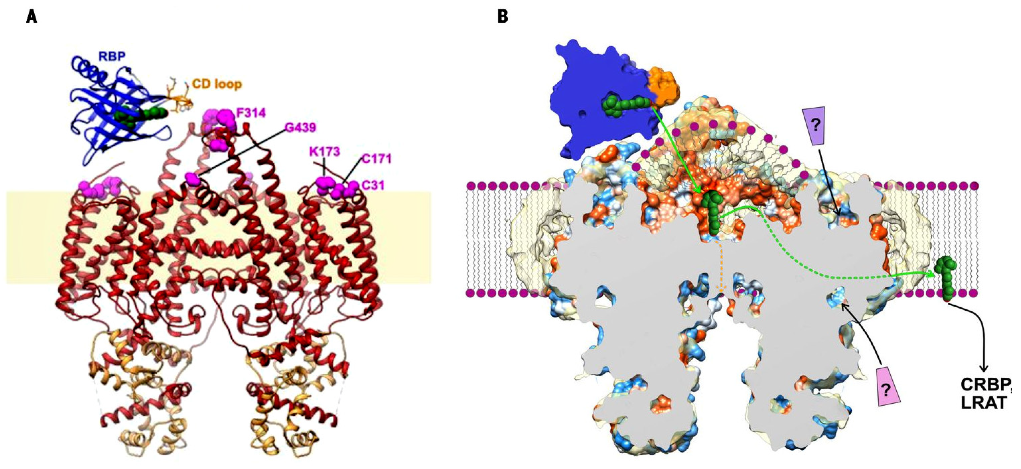 Ijms 25 08217 g003 Ijms 25 08217 g003