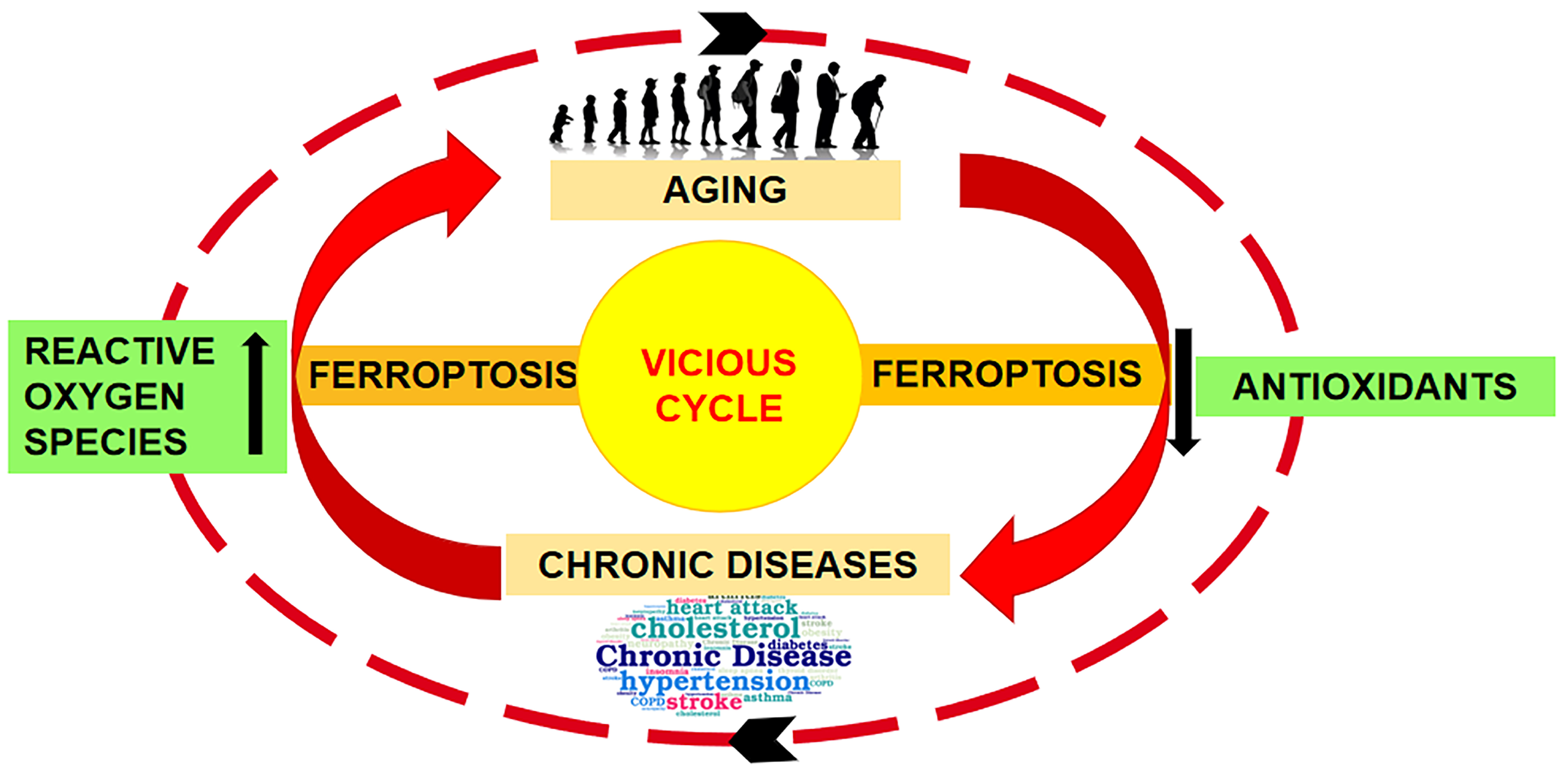 IJMS Free Full Text Skin Aging and the Upcoming Role of  