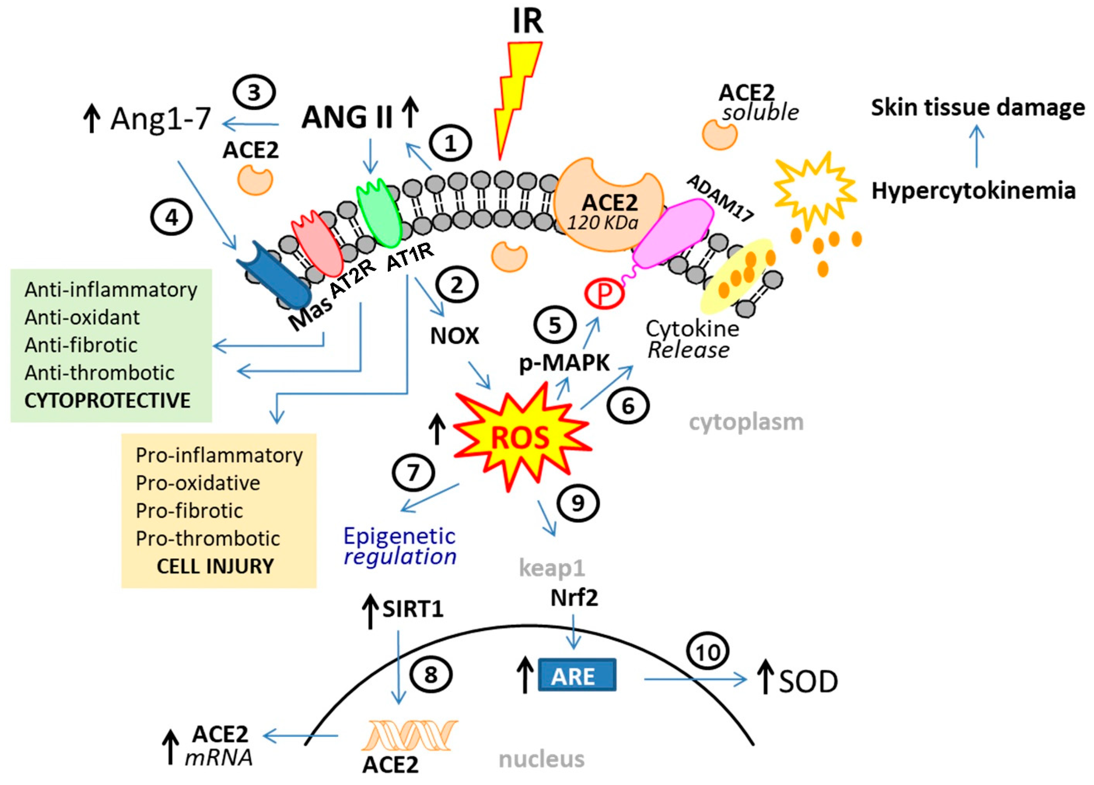 Ijms 25 08261 g002 Ijms 25 08261 g002