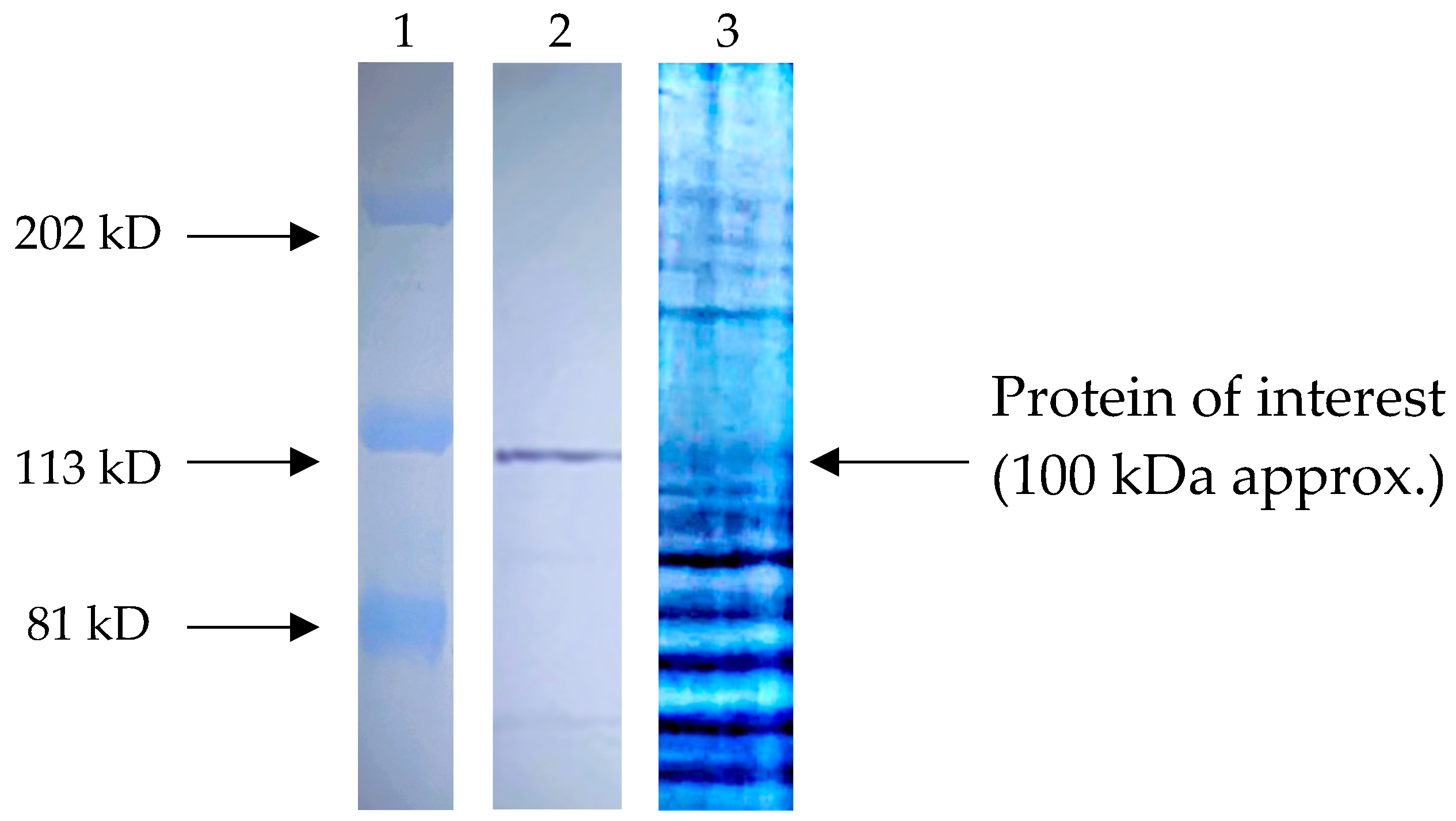 Ijms 25 08307 g004 Ijms 25 08307 g004