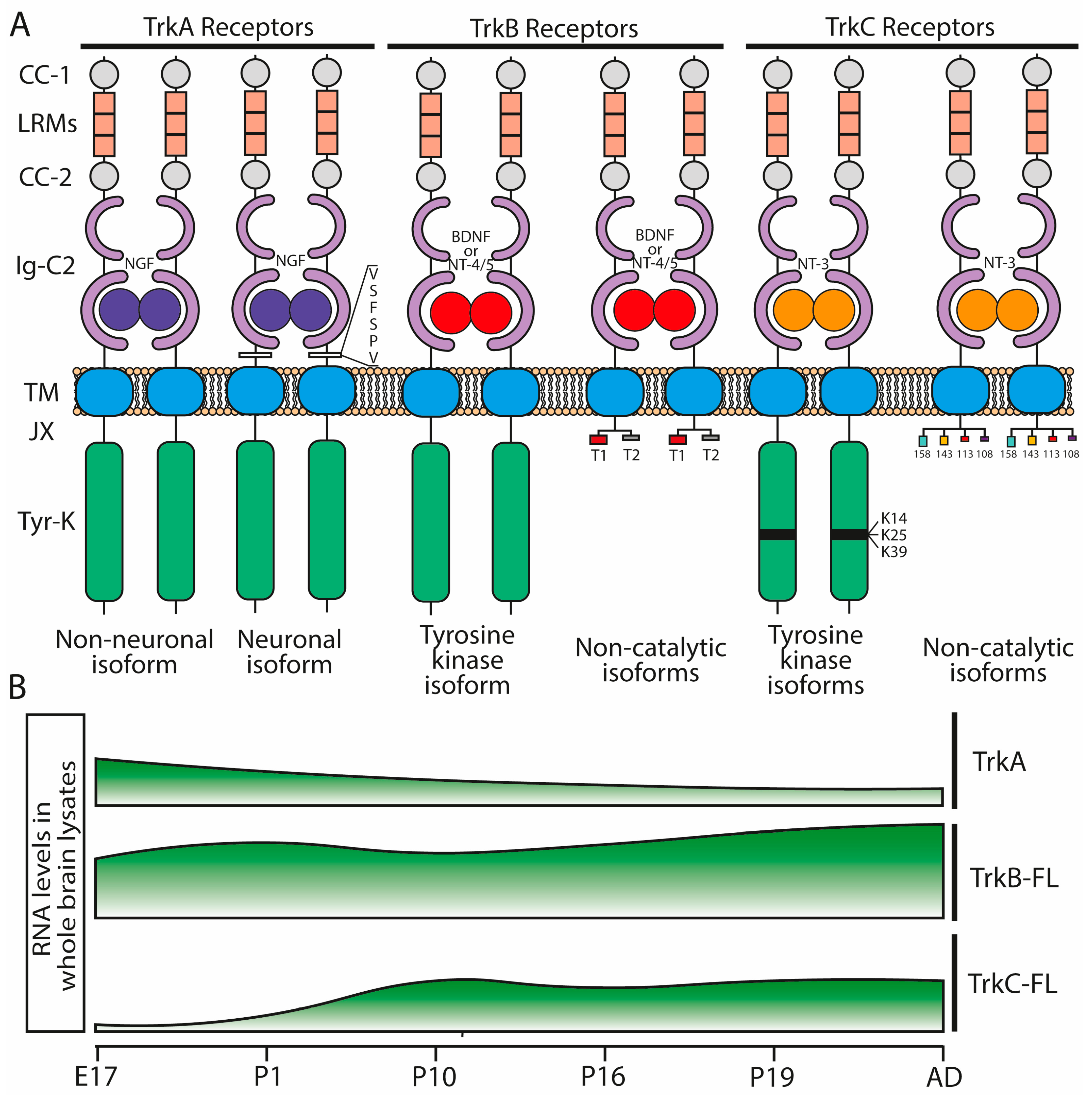 Ijms 25 08312 g003 Ijms 25 08312 g003