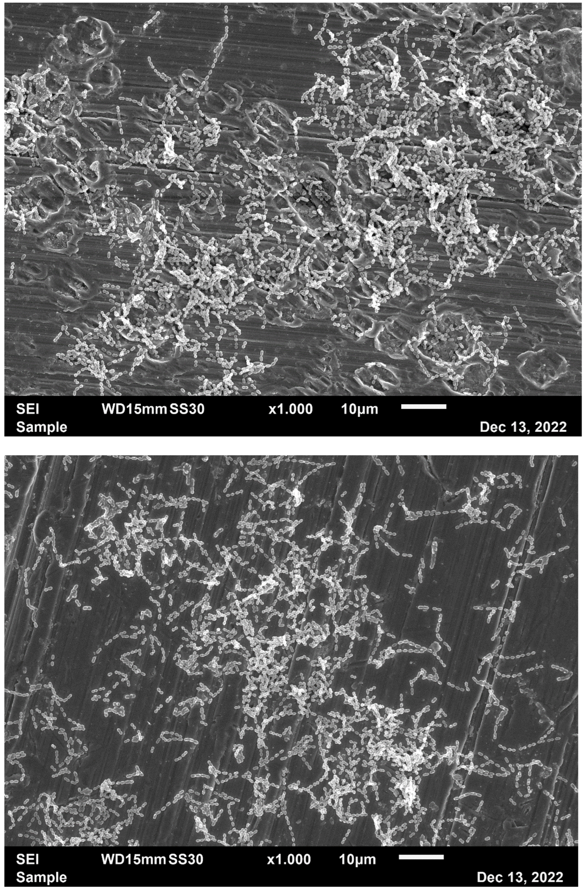 Ijms 25 08357 g005 Ijms 25 08357 g005