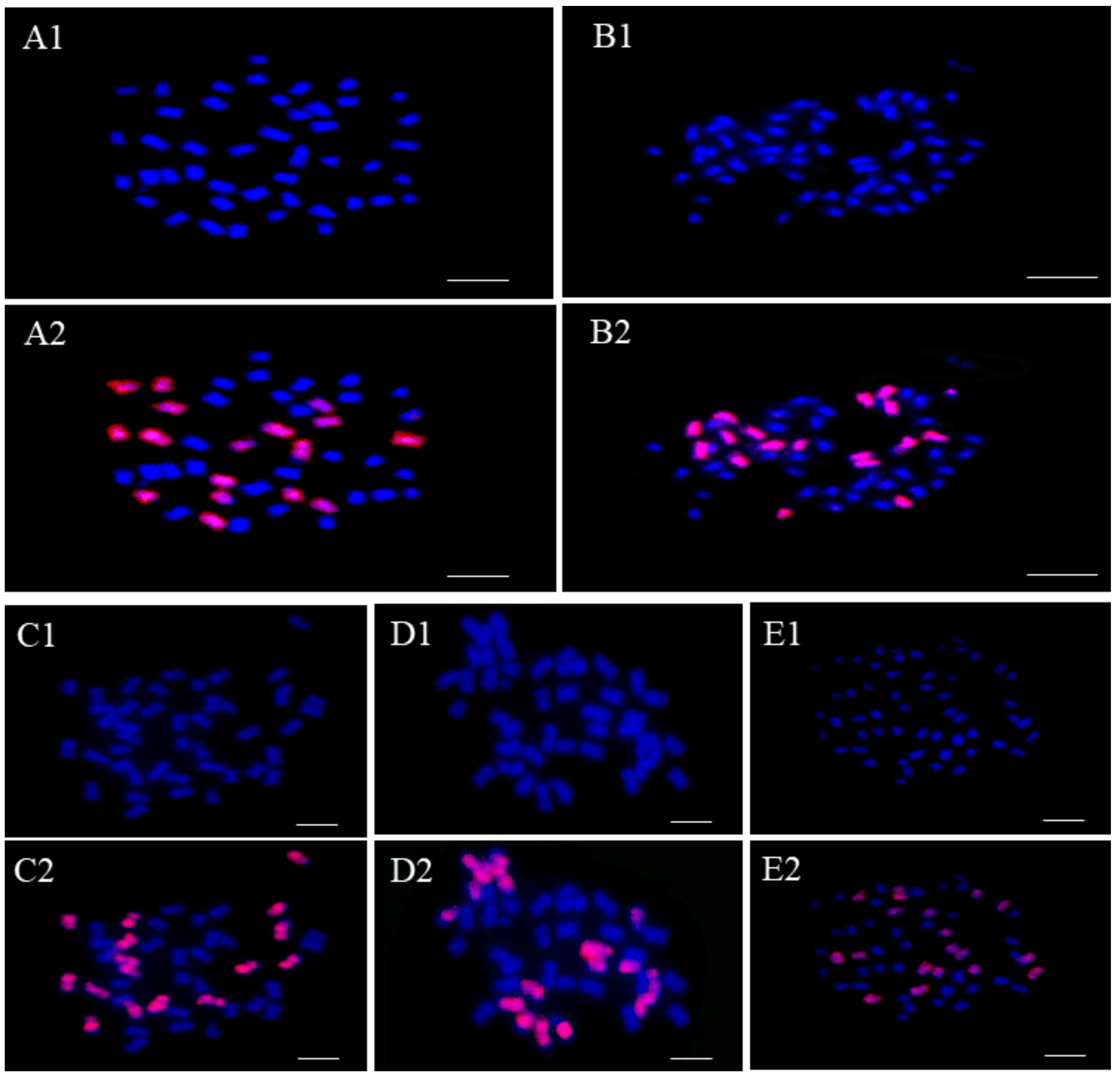 Ijms 25 08368 g001 Ijms 25 08368 g001