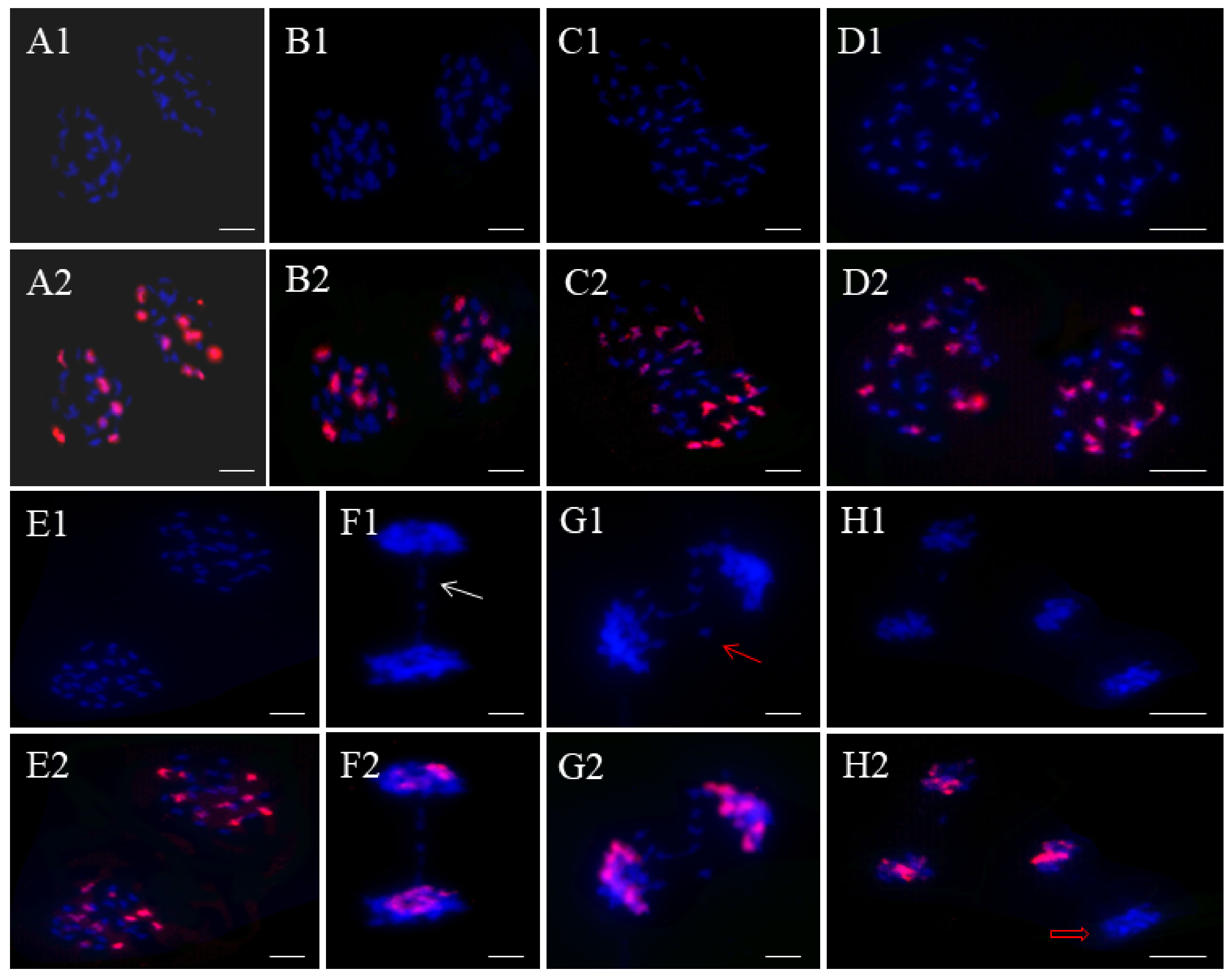 Ijms 25 08368 g006 Ijms 25 08368 g006