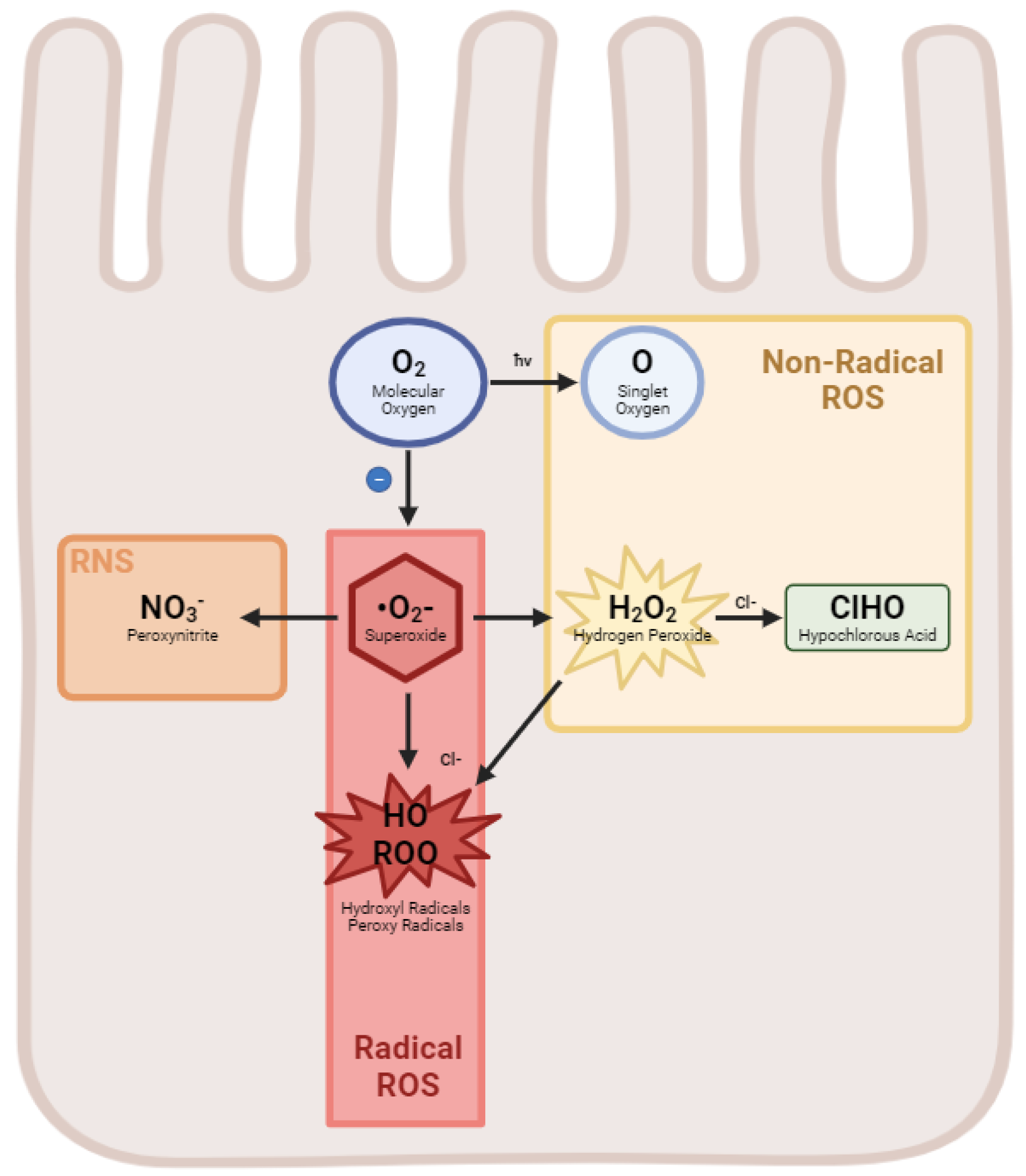 Ijms 25 08416 g001 Ijms 25 08416 g001
