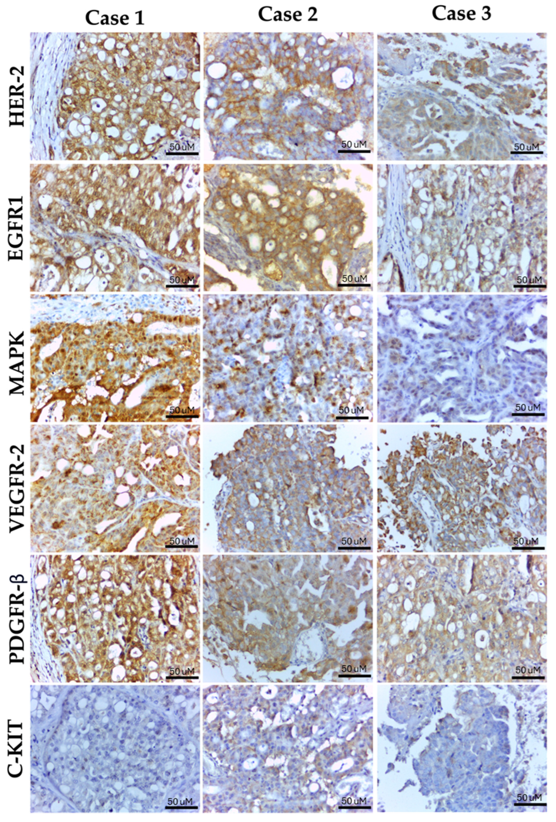 Ijms 25 08438 g001 Ijms 25 08438 g001