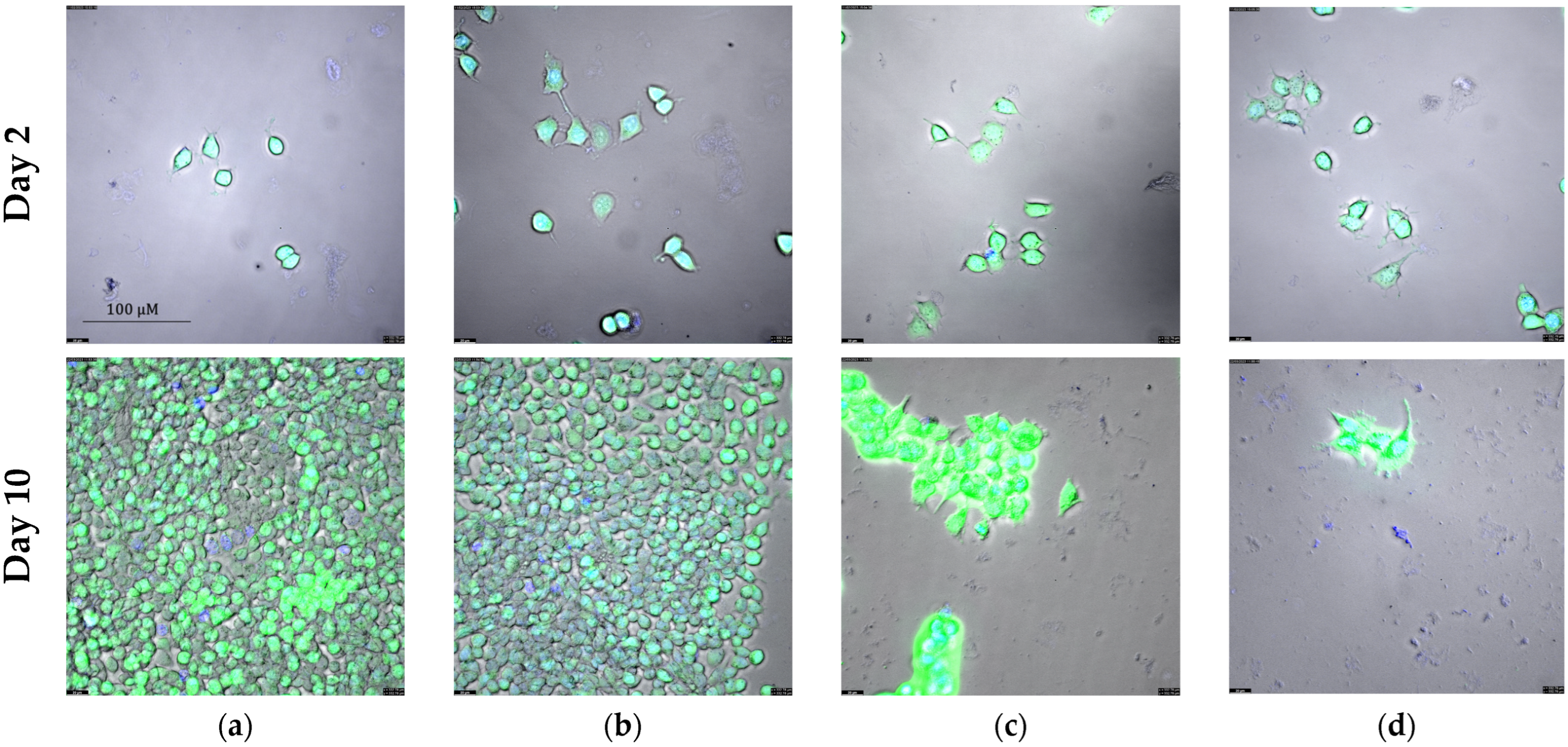 Ijms 25 08455 g010 Ijms 25 08455 g010