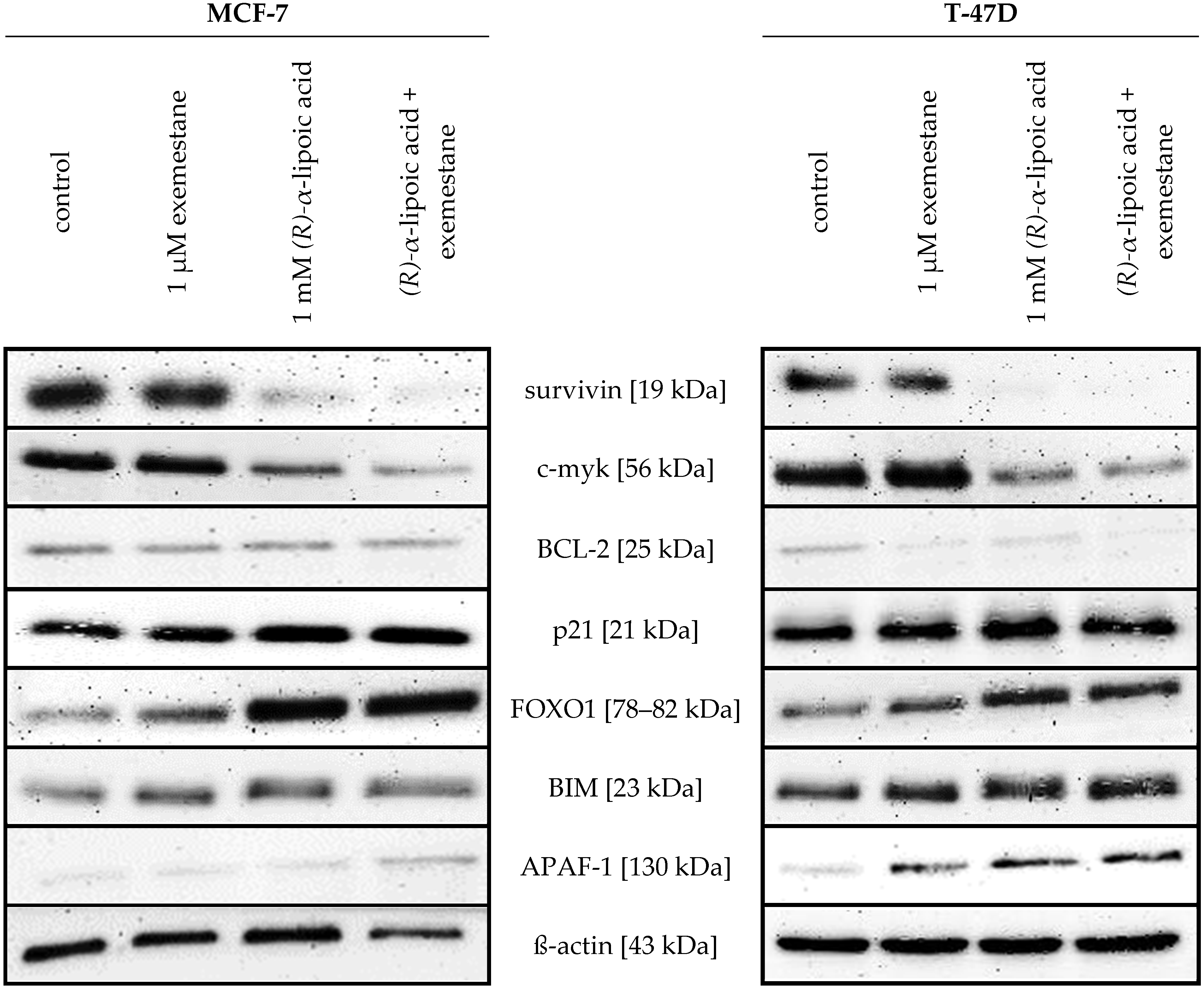 Ijms 25 08455 g012 Ijms 25 08455 g012