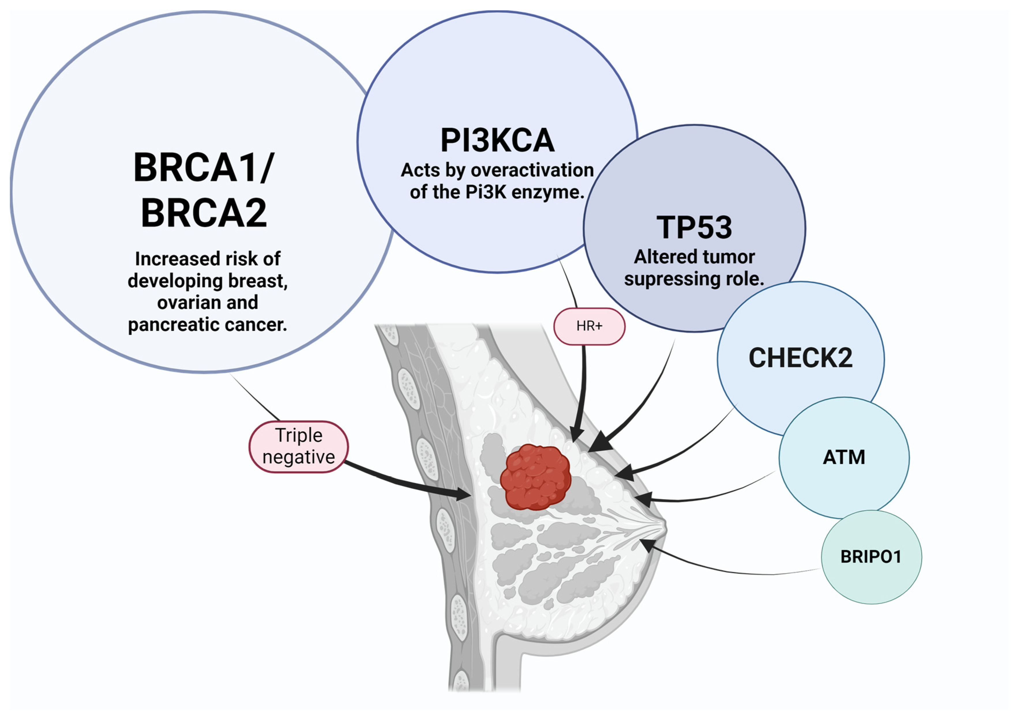 Ijms 25 08506 g001 Ijms 25 08506 g001