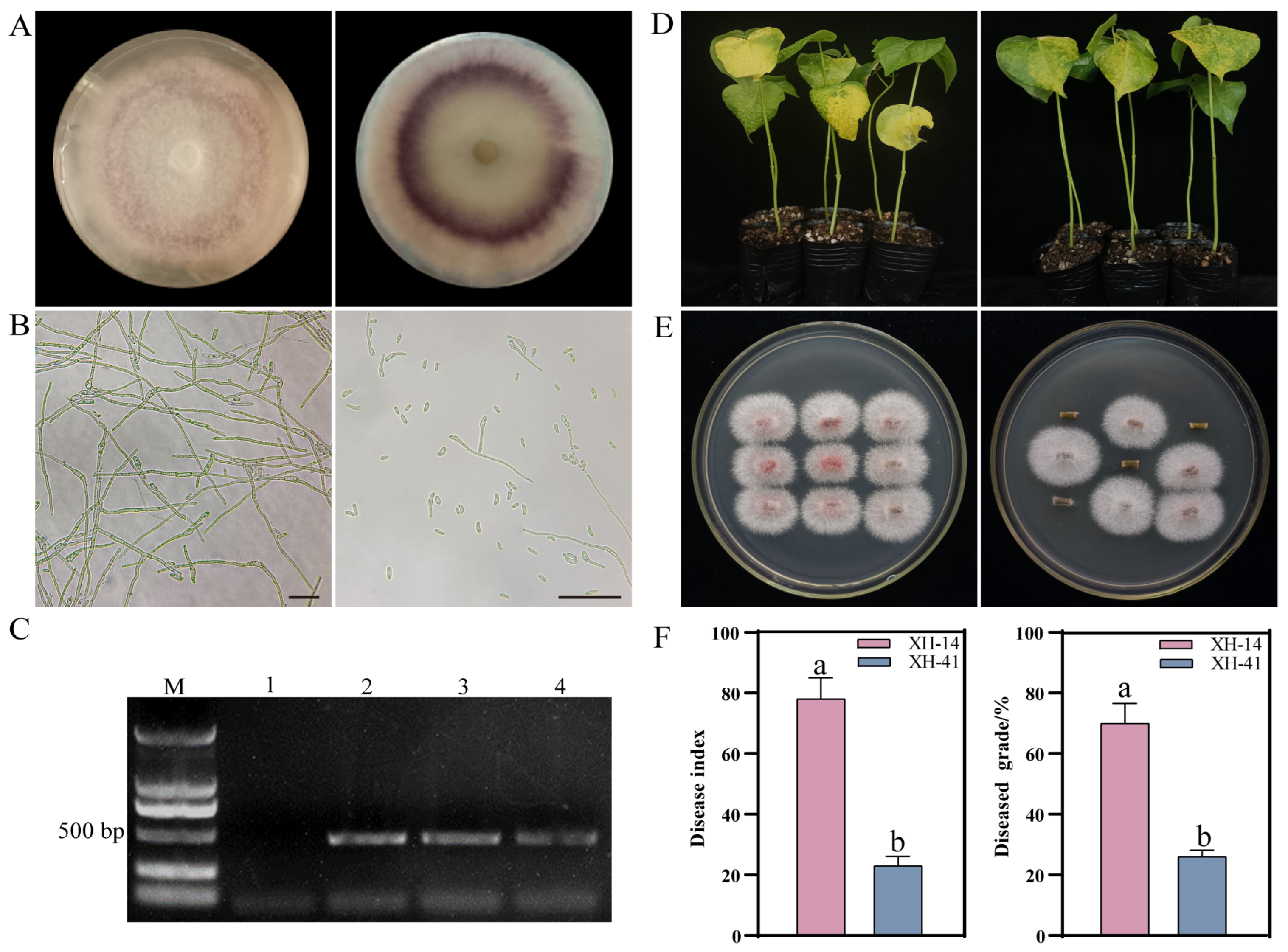 Ijms 25 08517 g001 Ijms 25 08517 g001