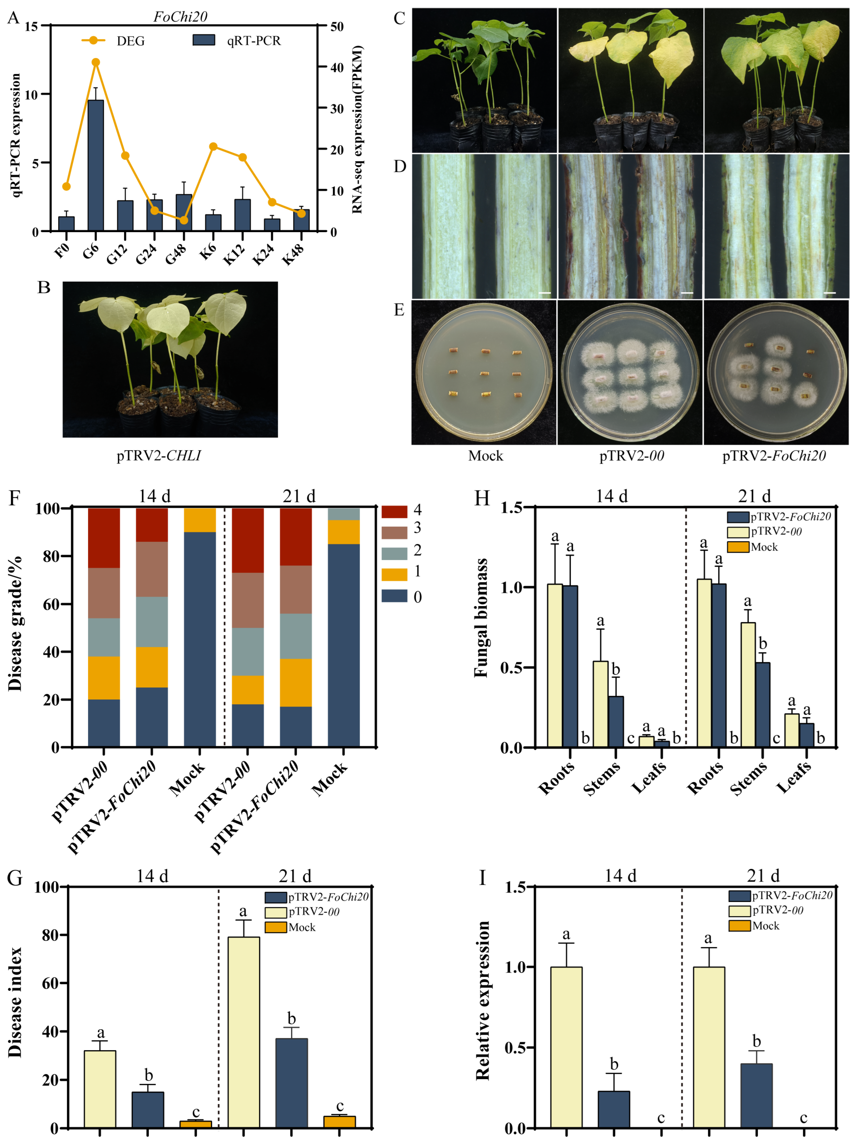 Ijms 25 08517 g008 Ijms 25 08517 g008