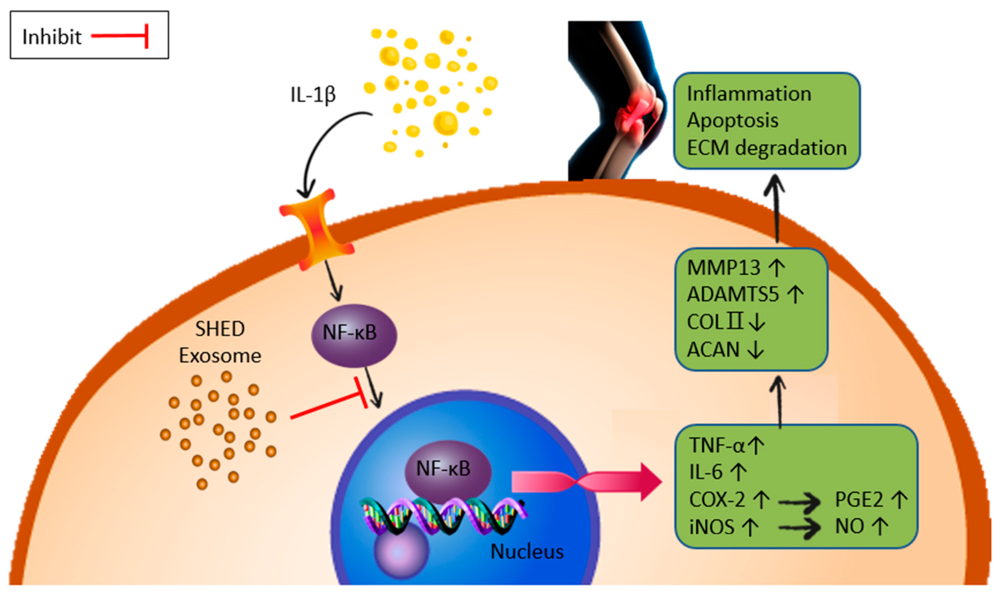 Ijms 25 08560 g008 Ijms 25 08560 g008