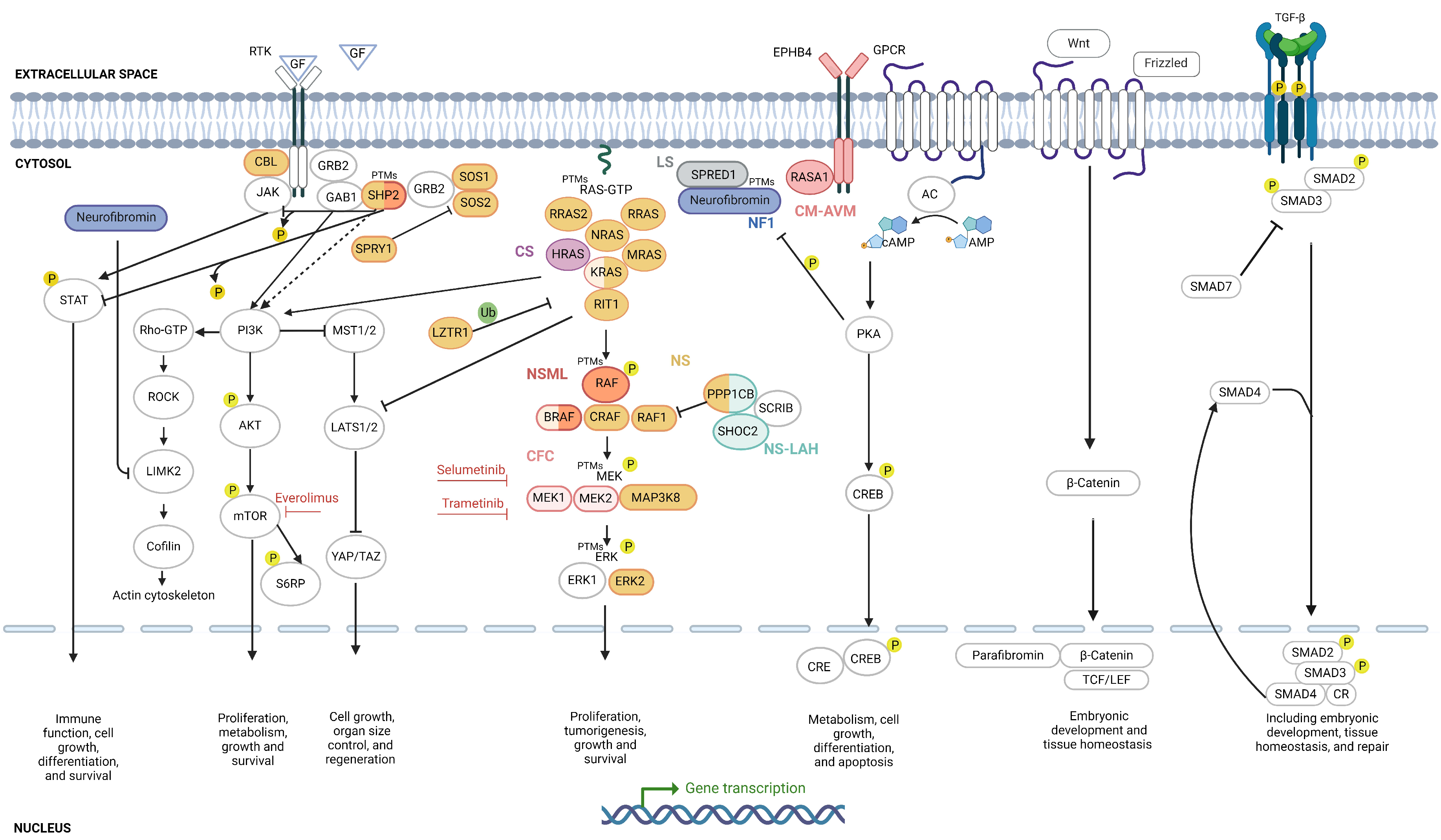 Ijms 25 08563 g002 Ijms 25 08563 g002