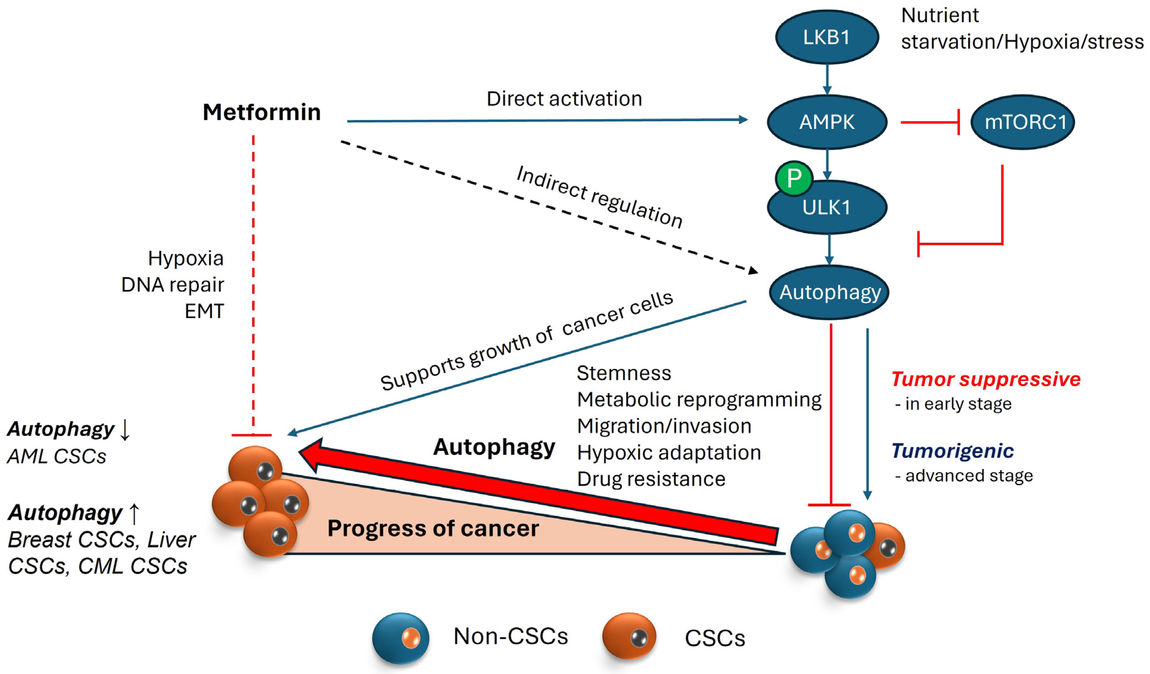 Ijms 25 08647 g003 Ijms 25 08647 g003