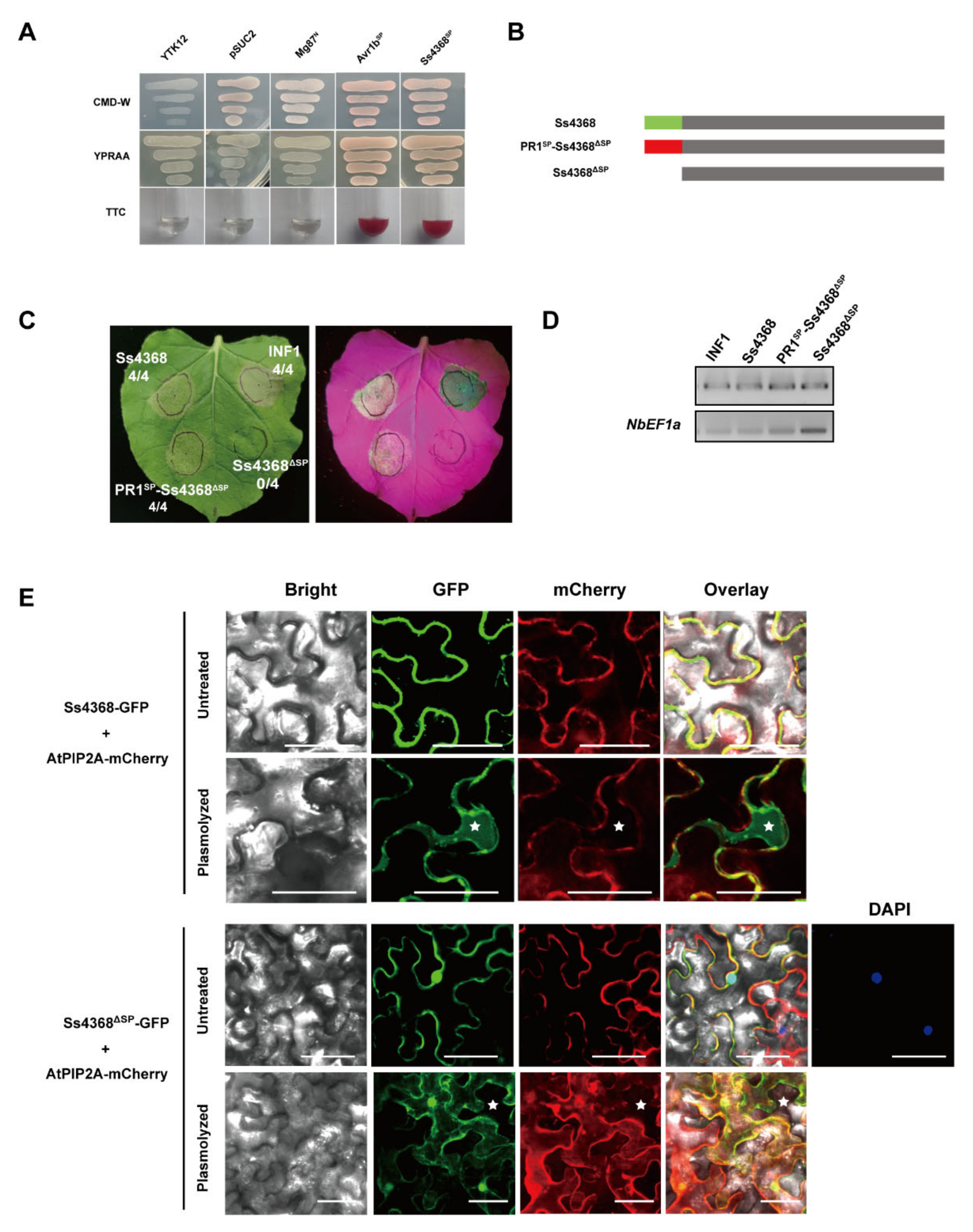 Ijms 25 08674 g002 Ijms 25 08674 g002