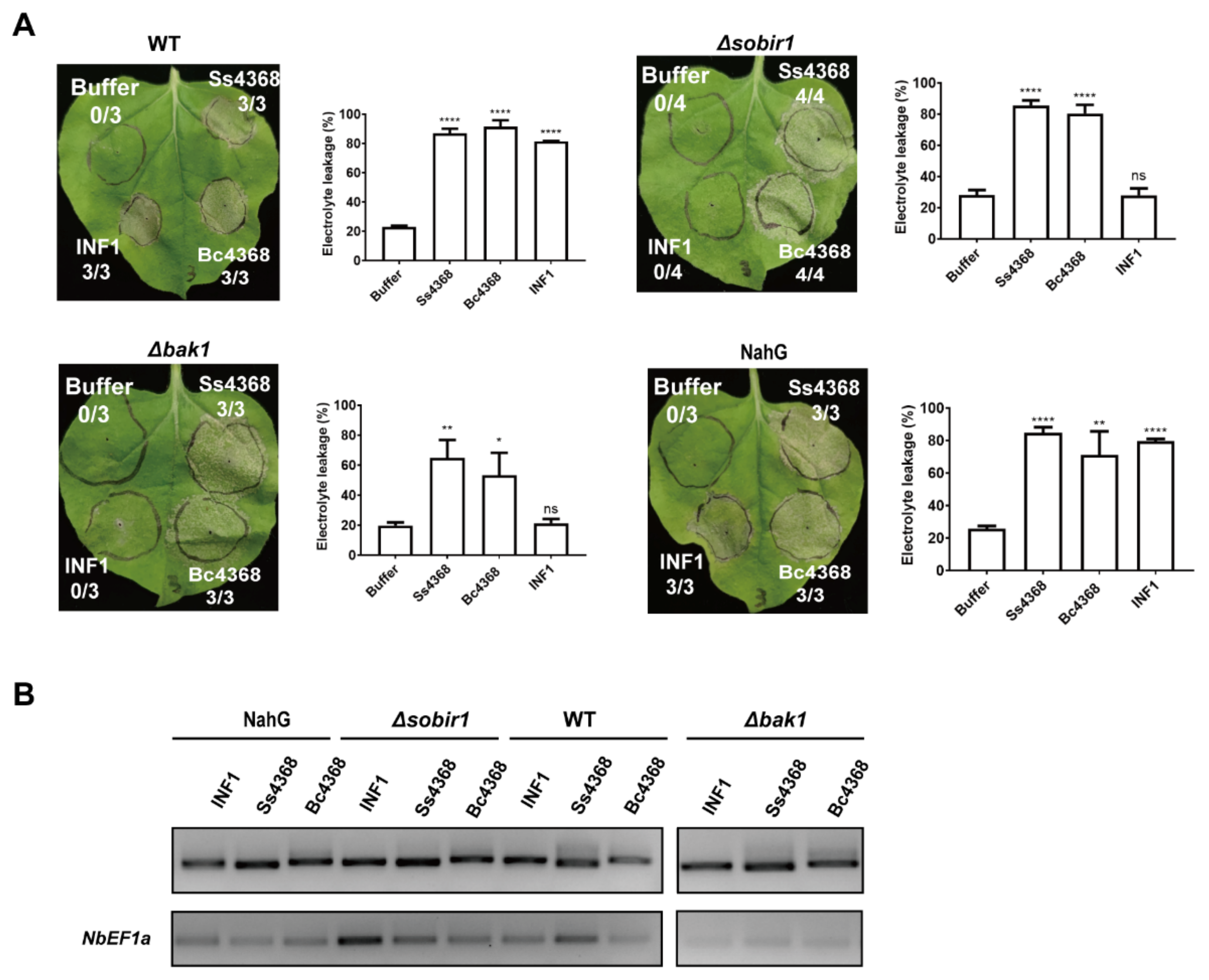 Ijms 25 08674 g006 Ijms 25 08674 g006