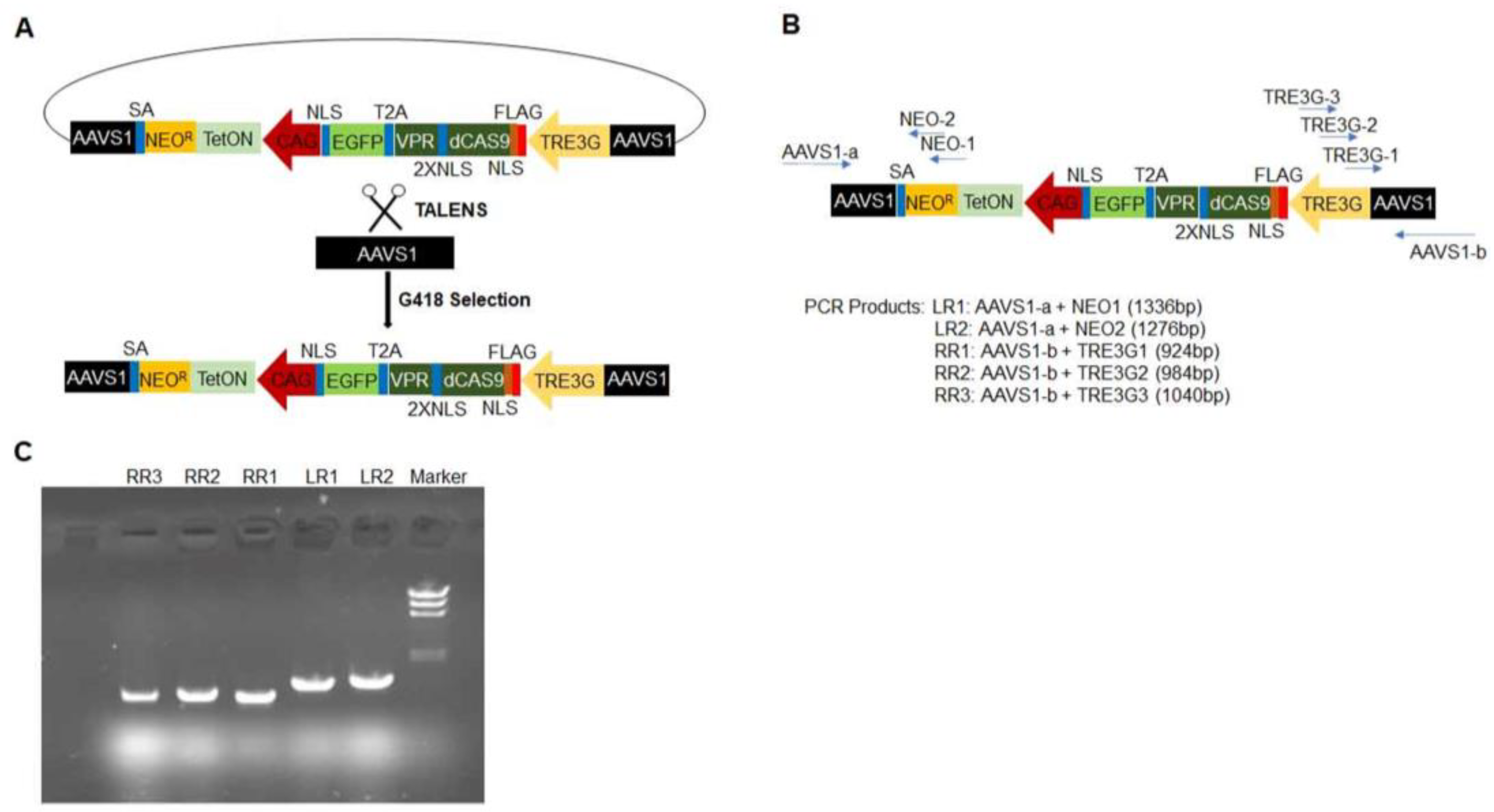 Ijms 25 08714 g001 Ijms 25 08714 g001