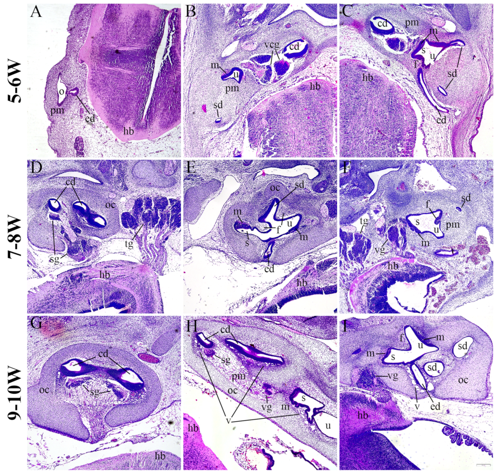 Ijms 25 08719 g001 Ijms 25 08719 g001