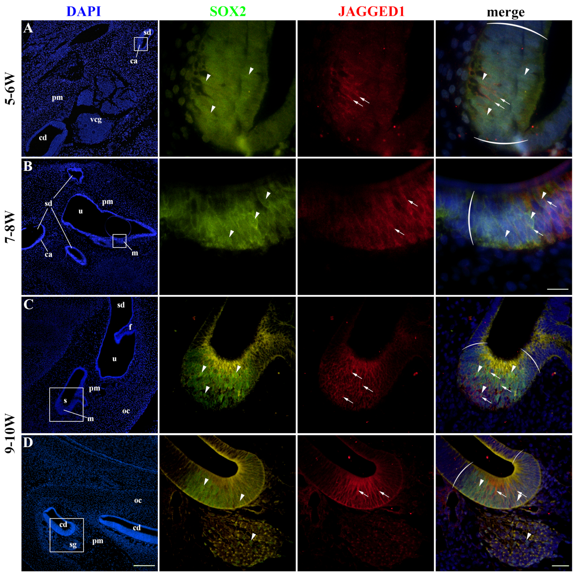 Ijms 25 08719 g002 Ijms 25 08719 g002
