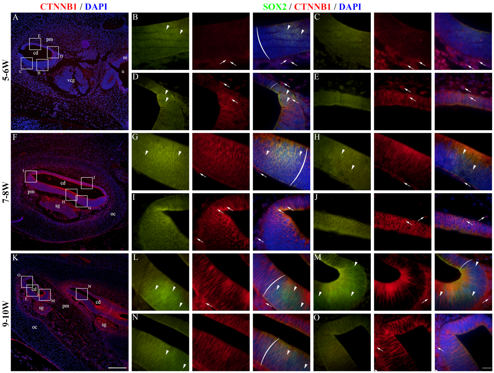 Ijms 25 08719 g004 Ijms 25 08719 g004