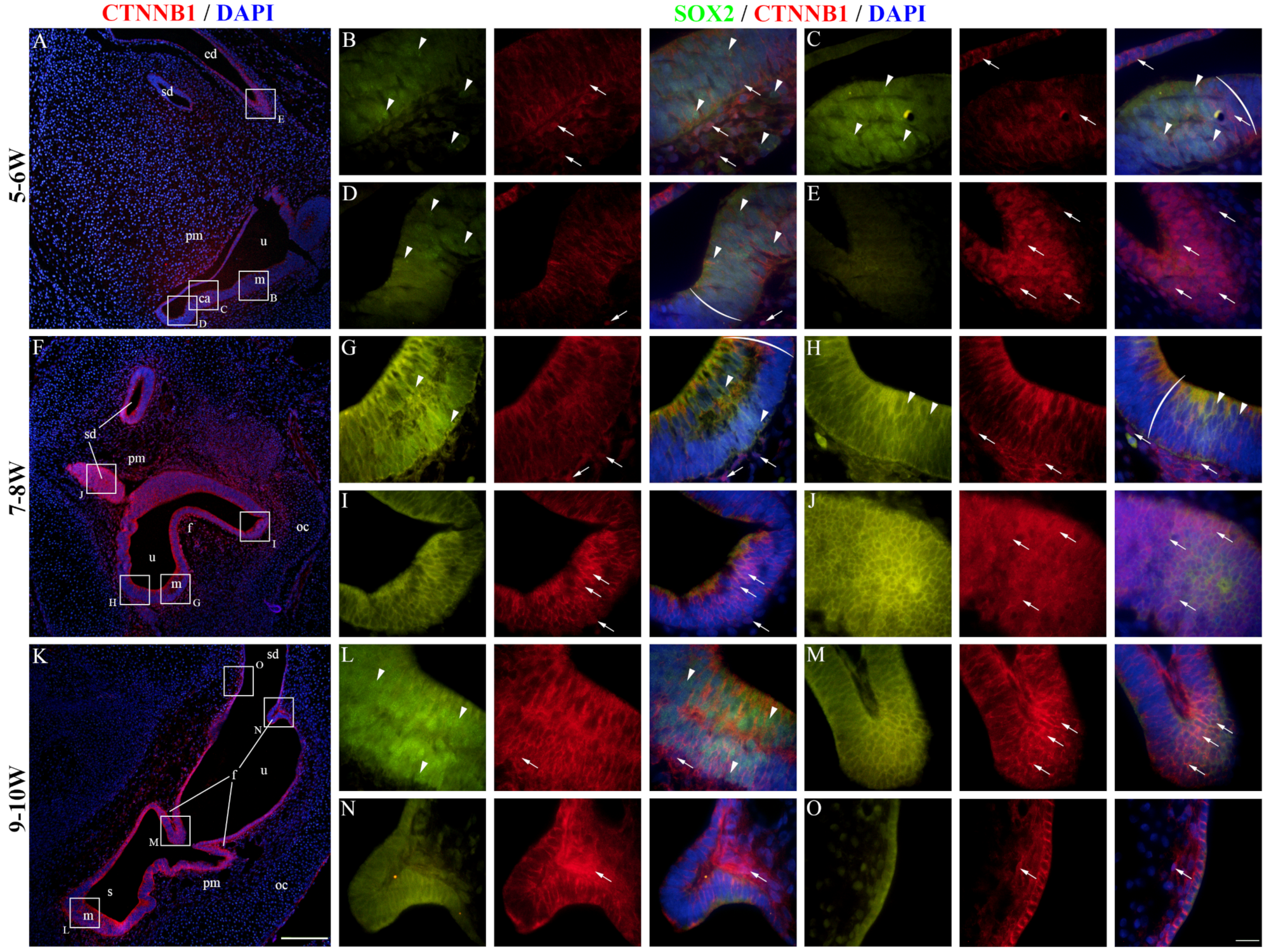 Ijms 25 08719 g005 Ijms 25 08719 g005