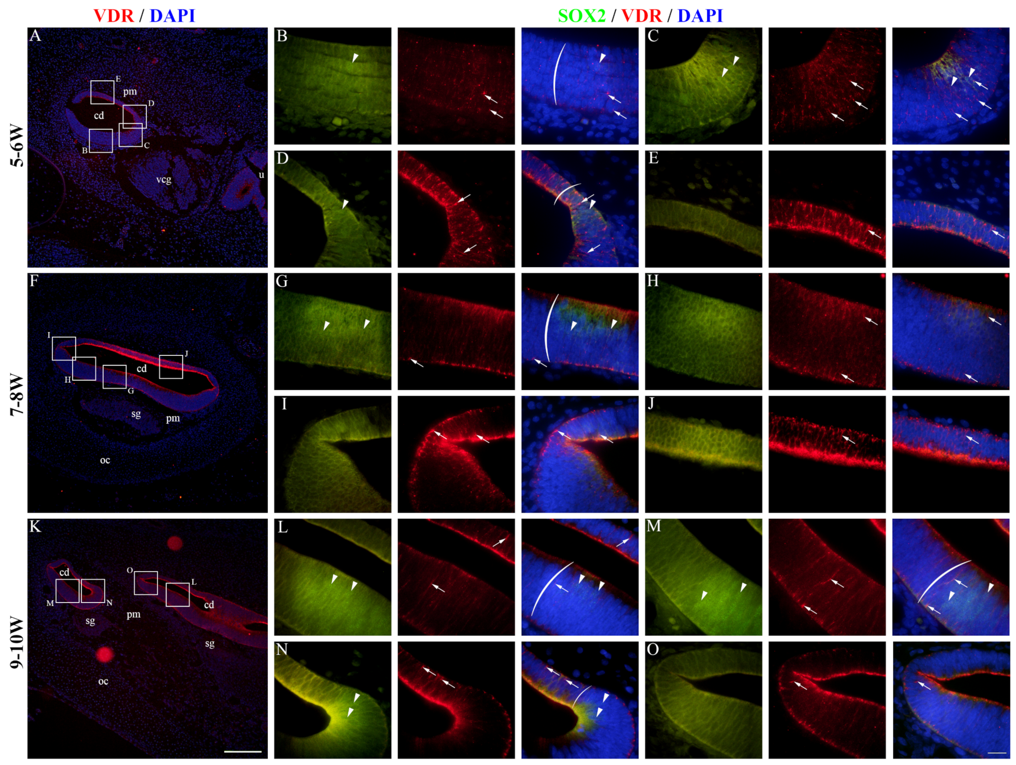 Ijms 25 08719 g007 Ijms 25 08719 g007