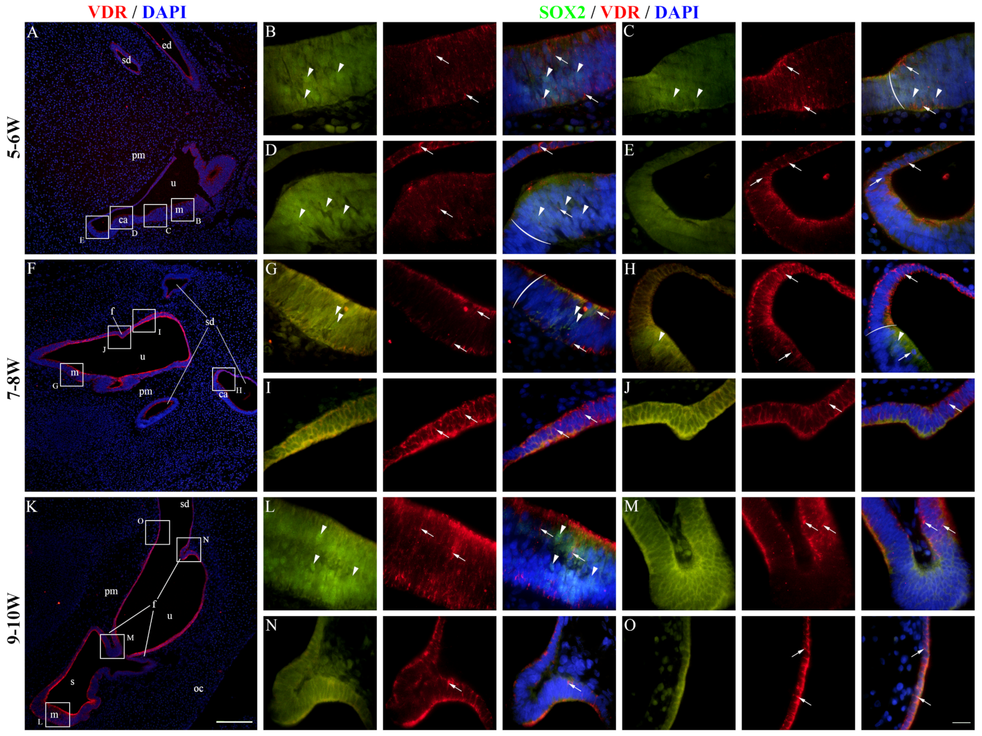 Ijms 25 08719 g008 Ijms 25 08719 g008