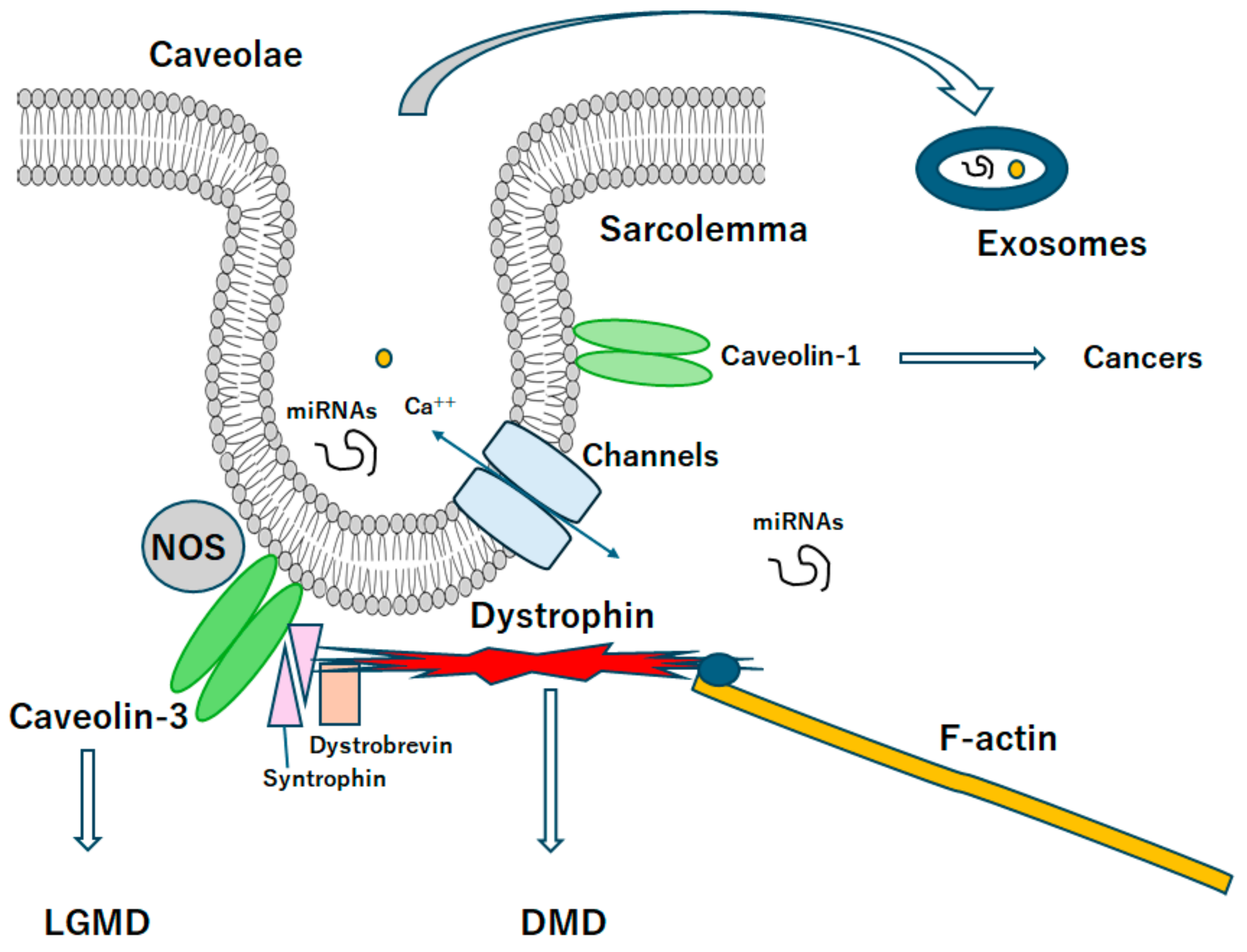 Ijms 25 08771 g002 Ijms 25 08771 g002