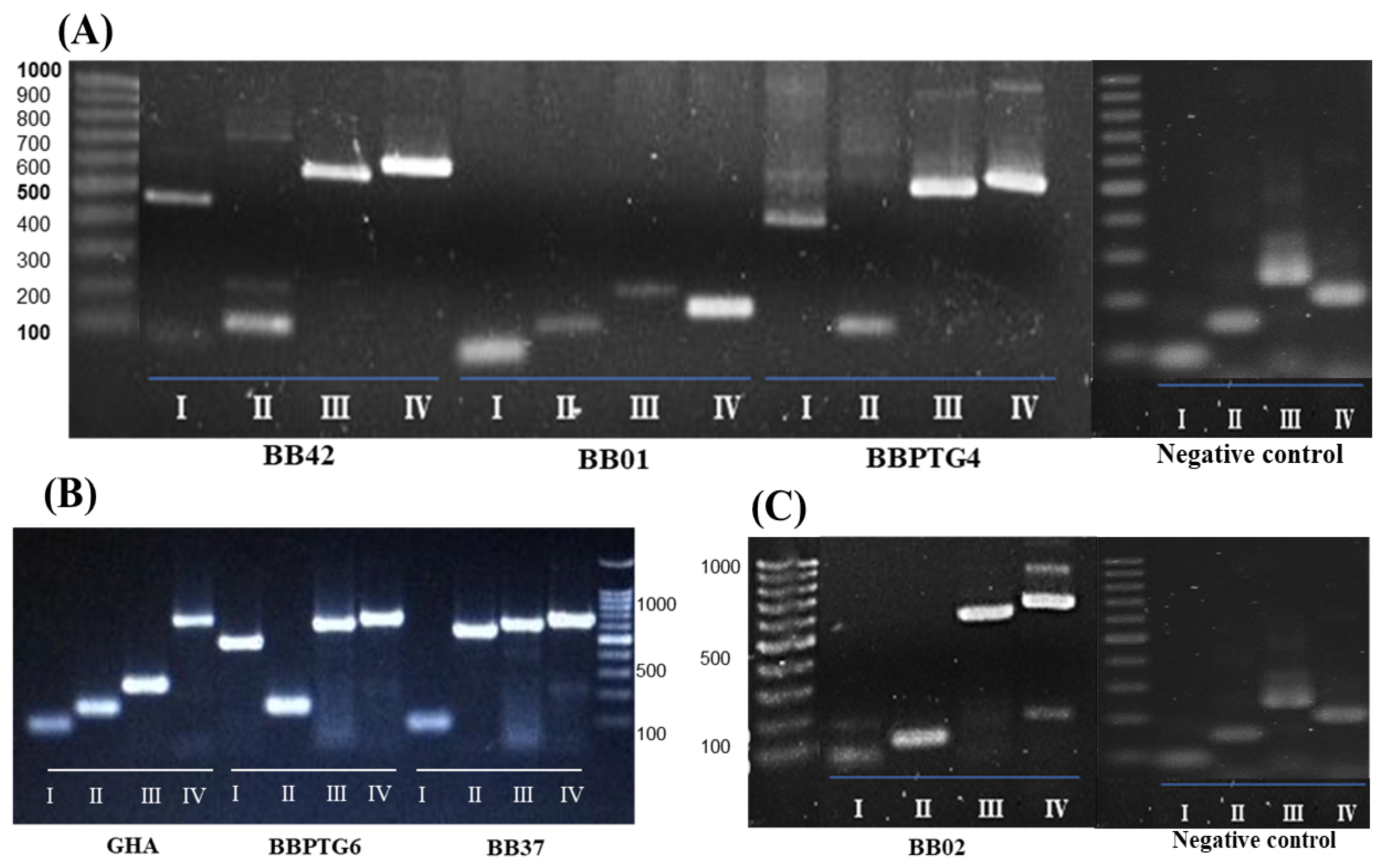 Ijms 25 08807 g001