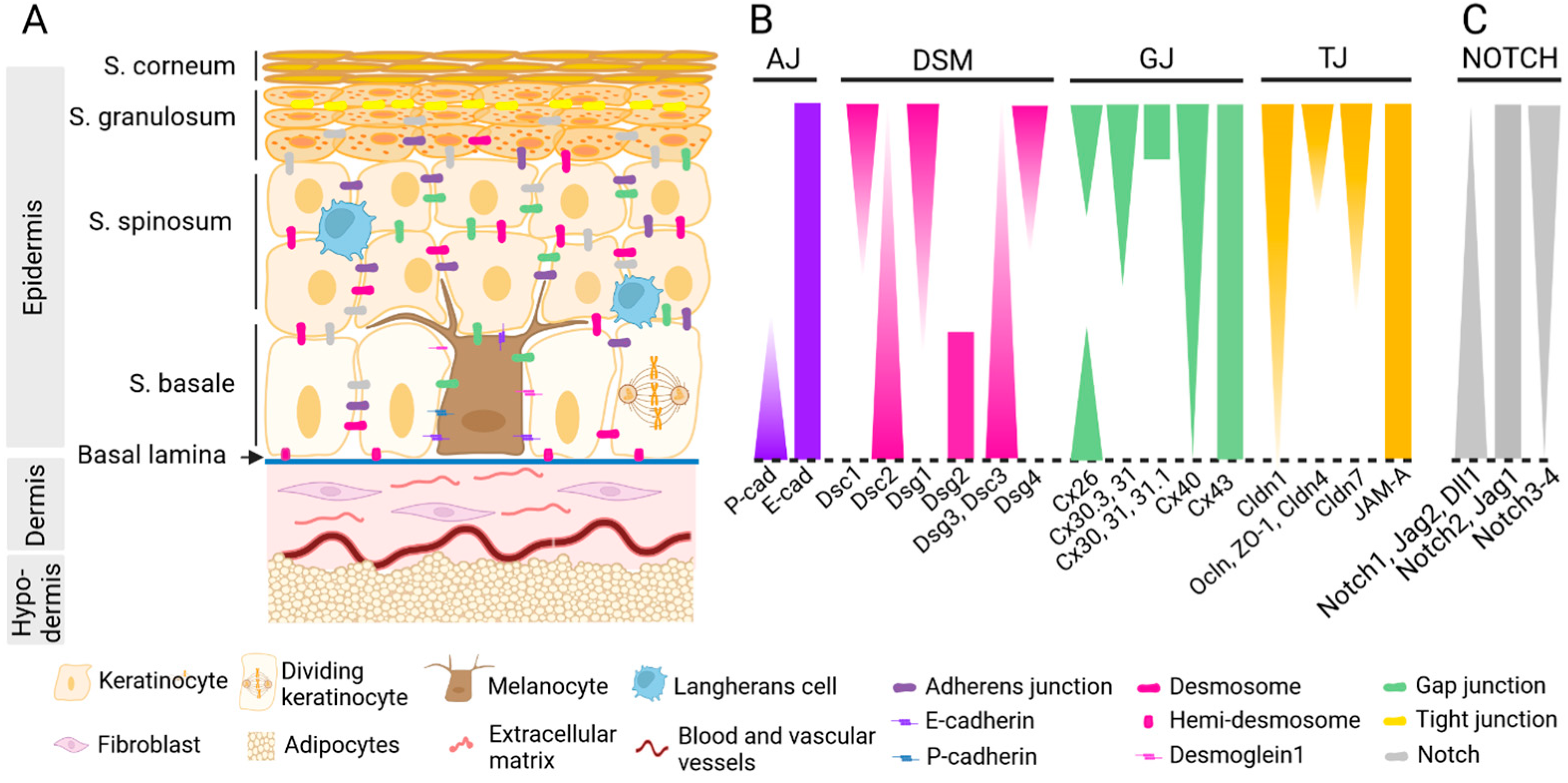 Ijms 25 08813 g001 Ijms 25 08813 g001