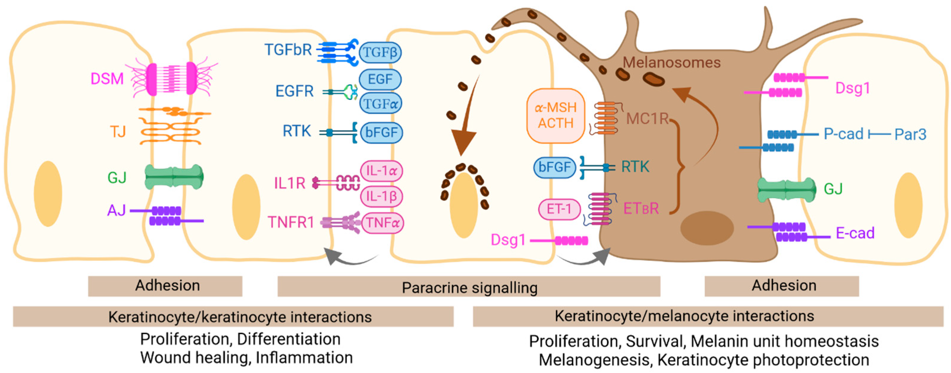 Ijms 25 08813 g002 Ijms 25 08813 g002