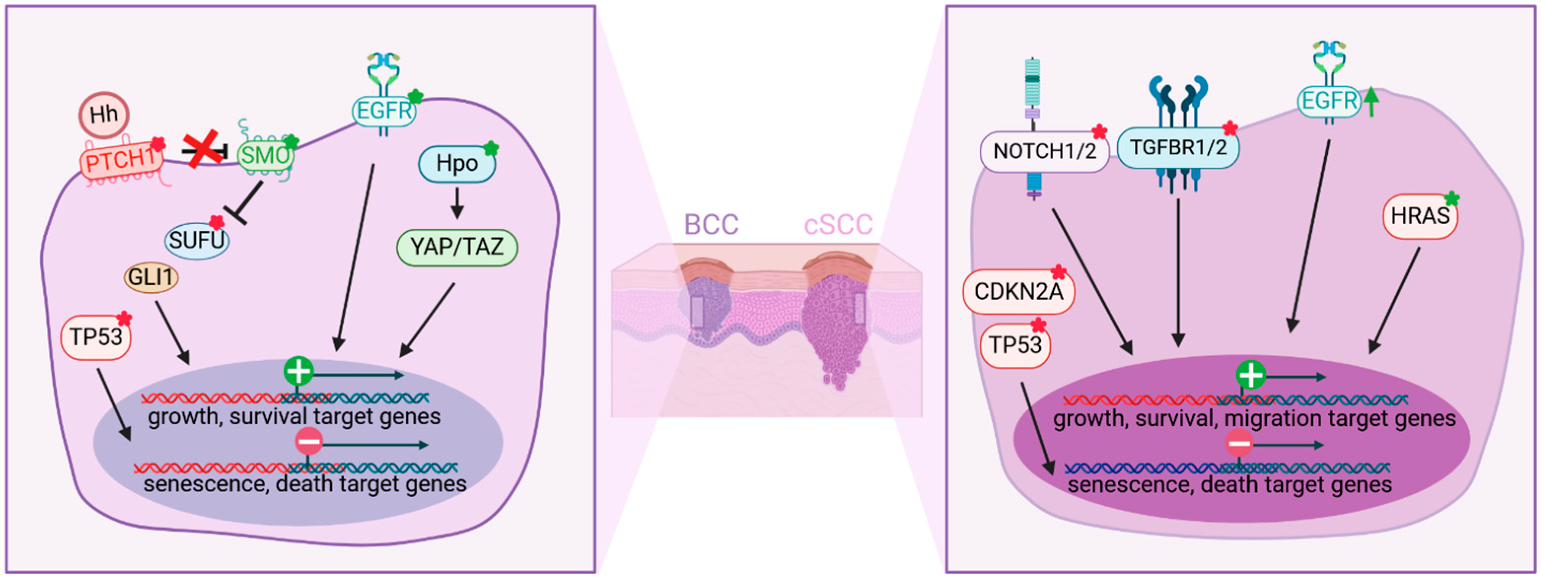 Ijms 25 08813 g003 Ijms 25 08813 g003