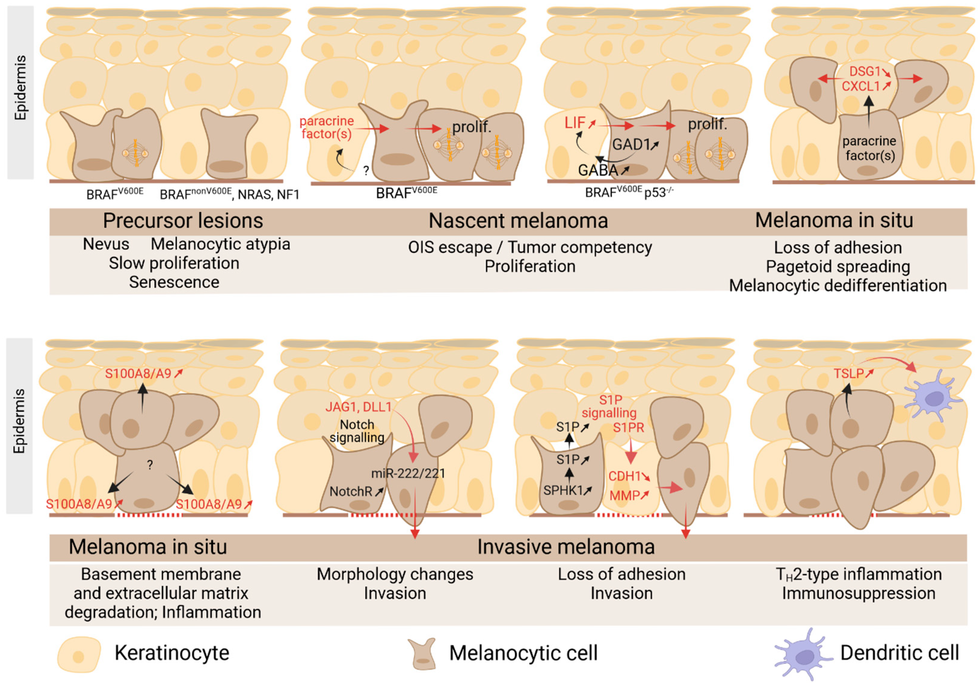Ijms 25 08813 g004 Ijms 25 08813 g004
