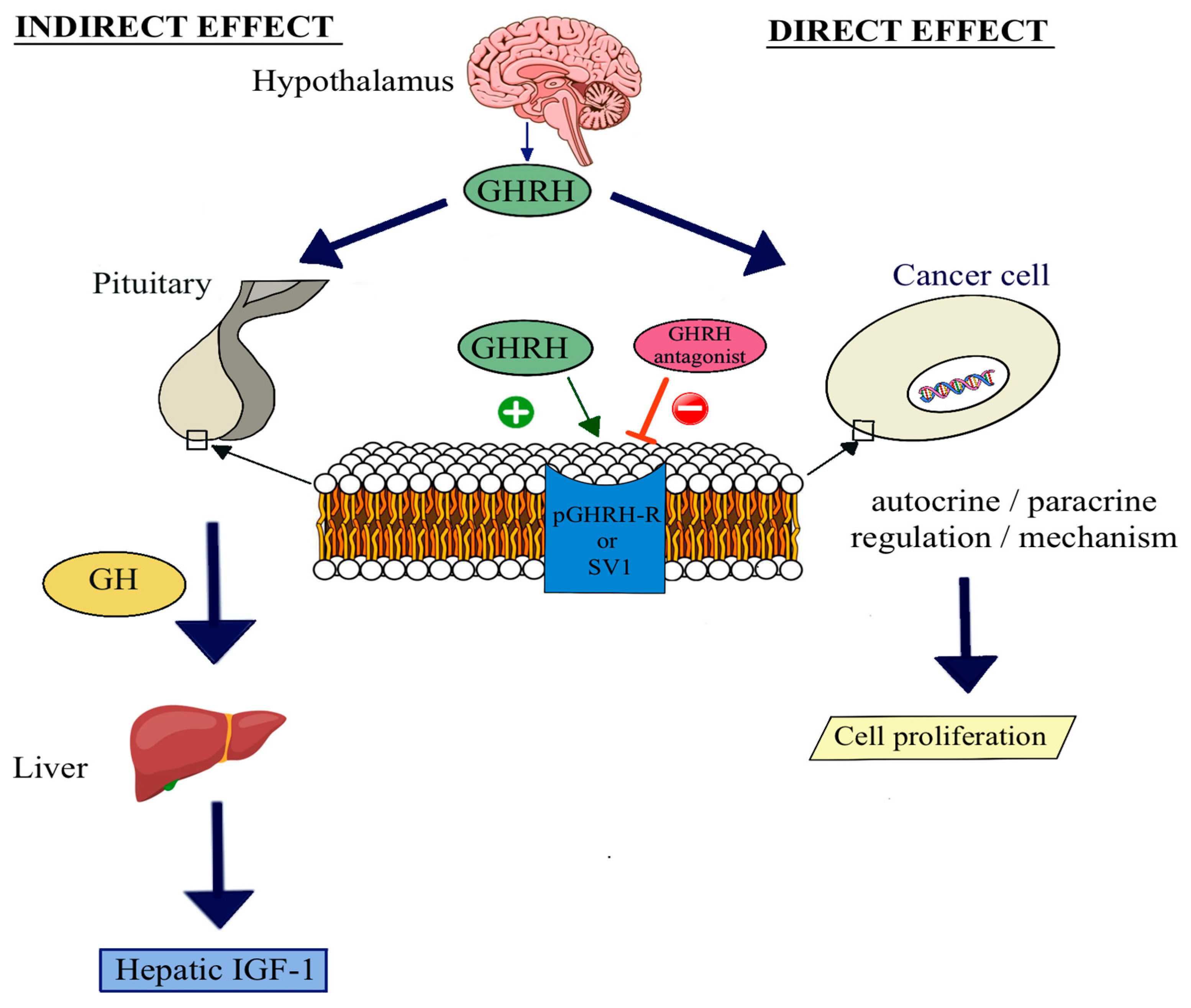 Ijms 25 08831 g001 Ijms 25 08831 g001