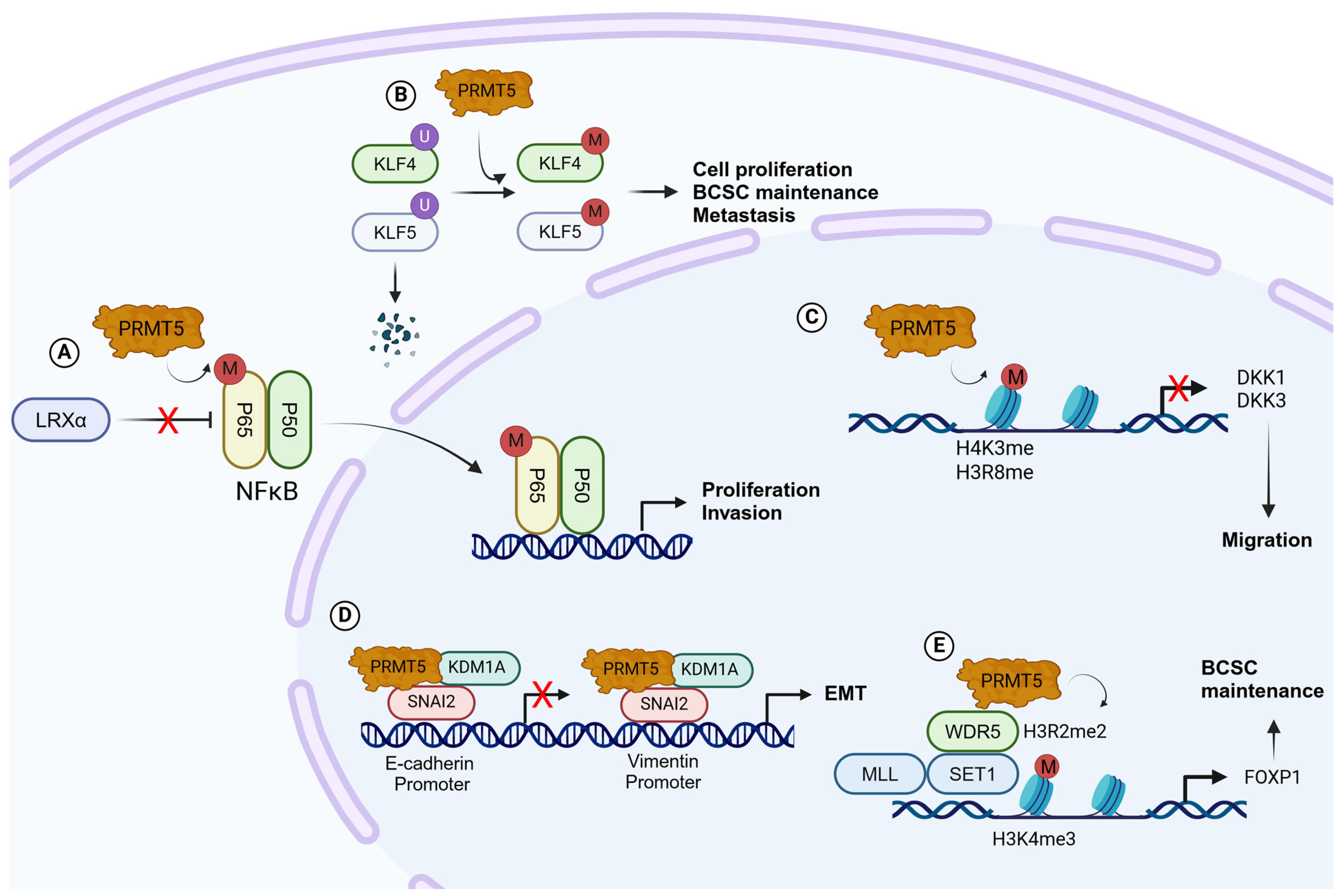 Ijms 25 08854 g004 Ijms 25 08854 g004