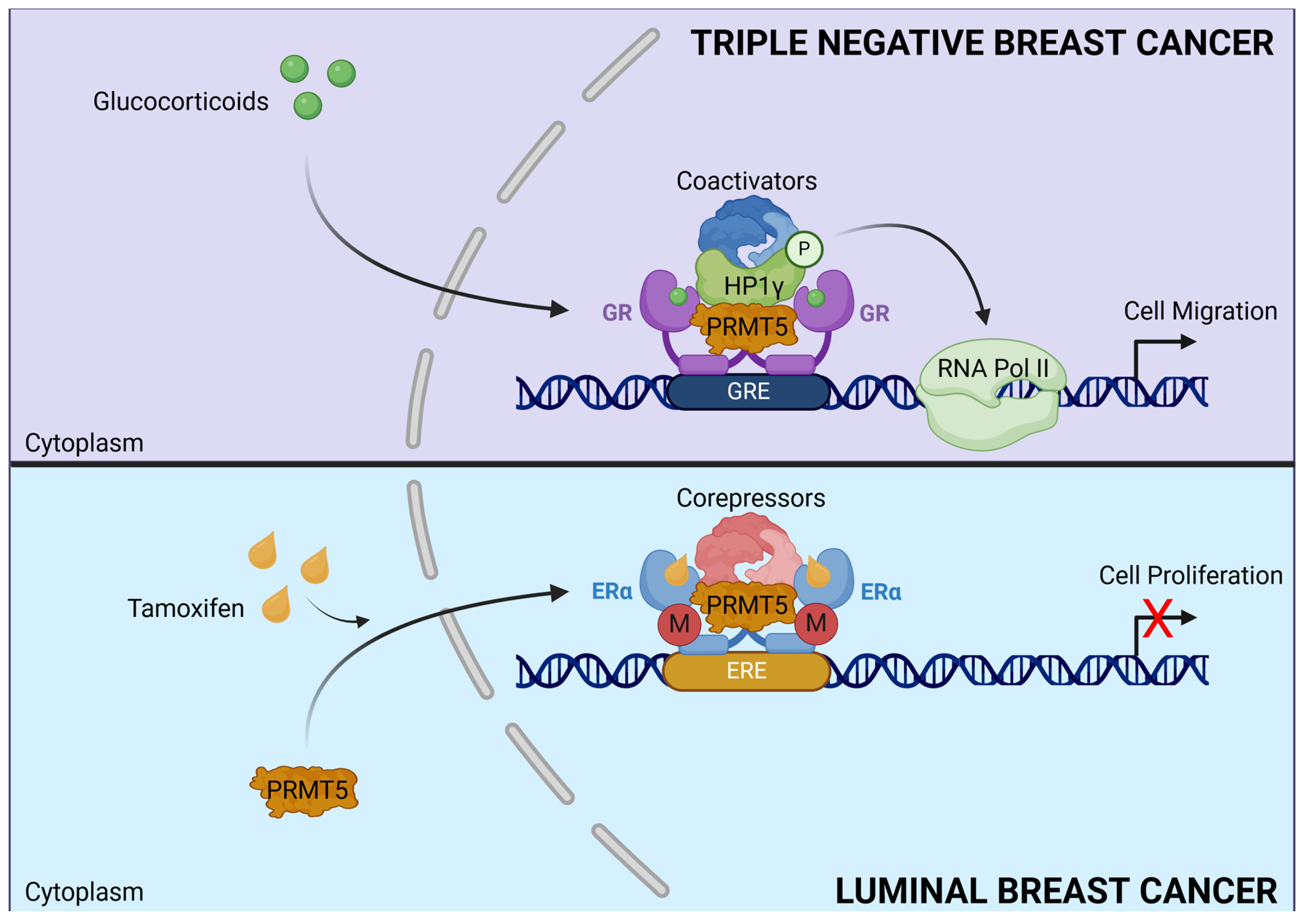 Ijms 25 08854 g005 Ijms 25 08854 g005