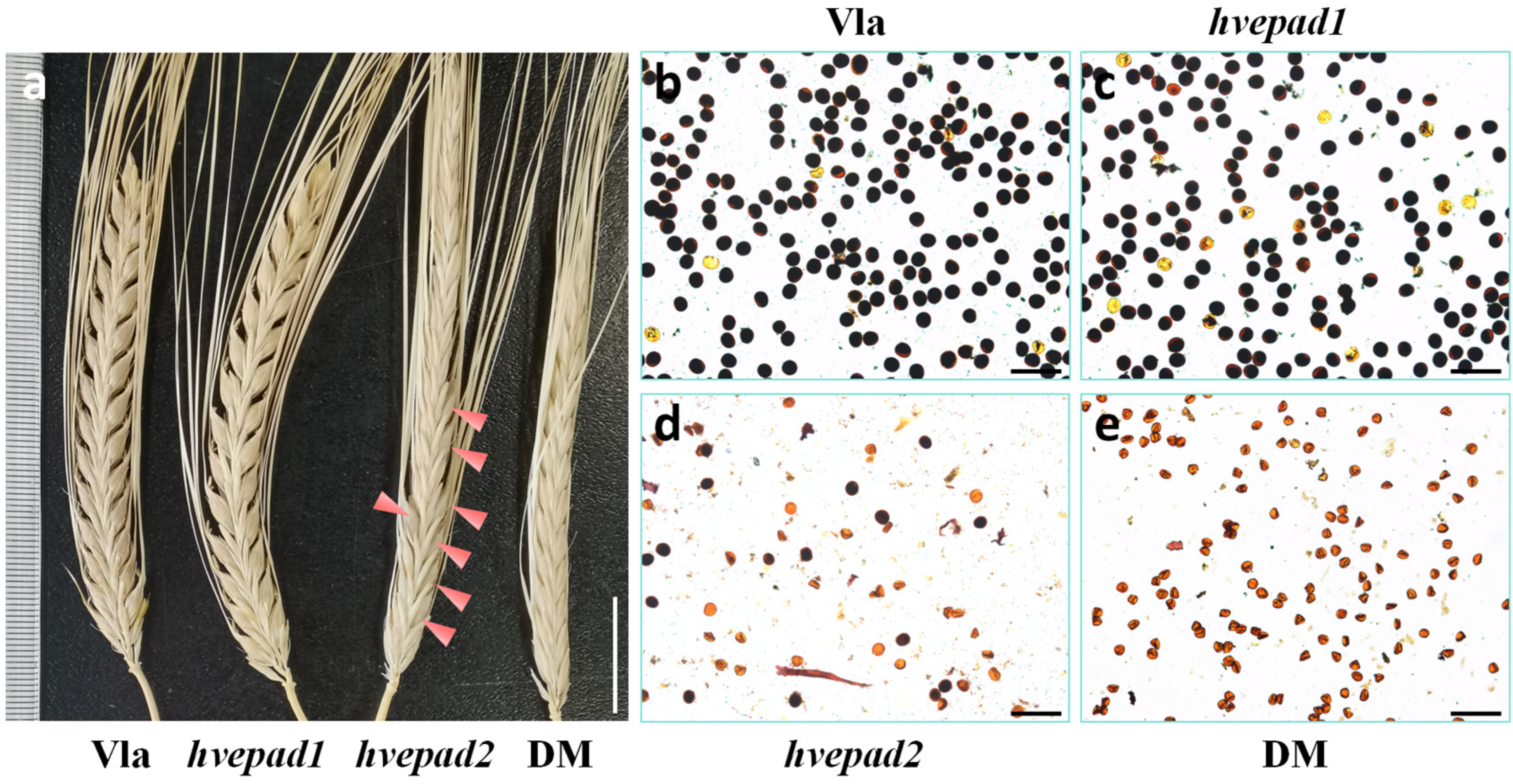 Ijms 25 08914 g001 Ijms 25 08914 g001