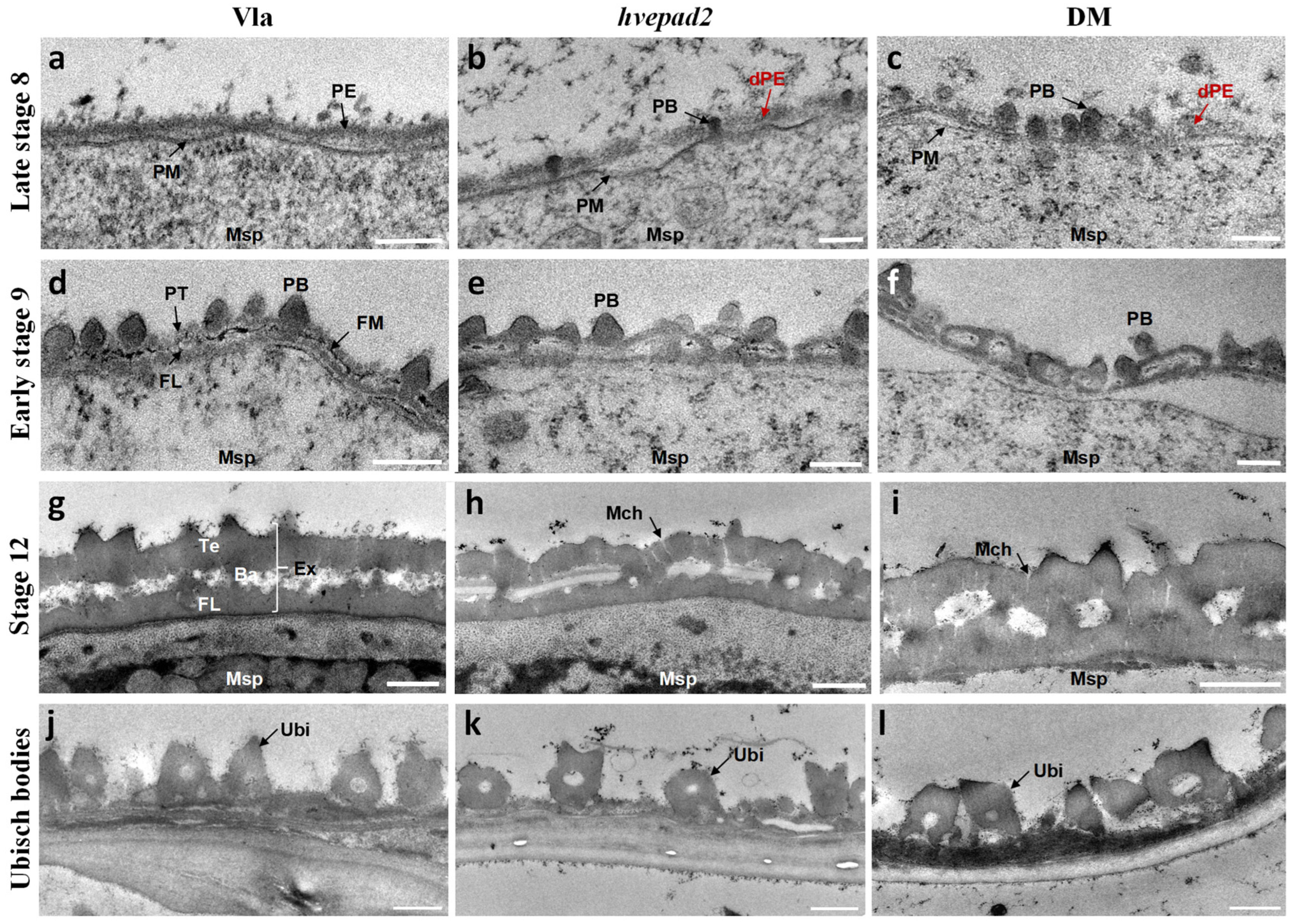 Ijms 25 08914 g003 Ijms 25 08914 g003