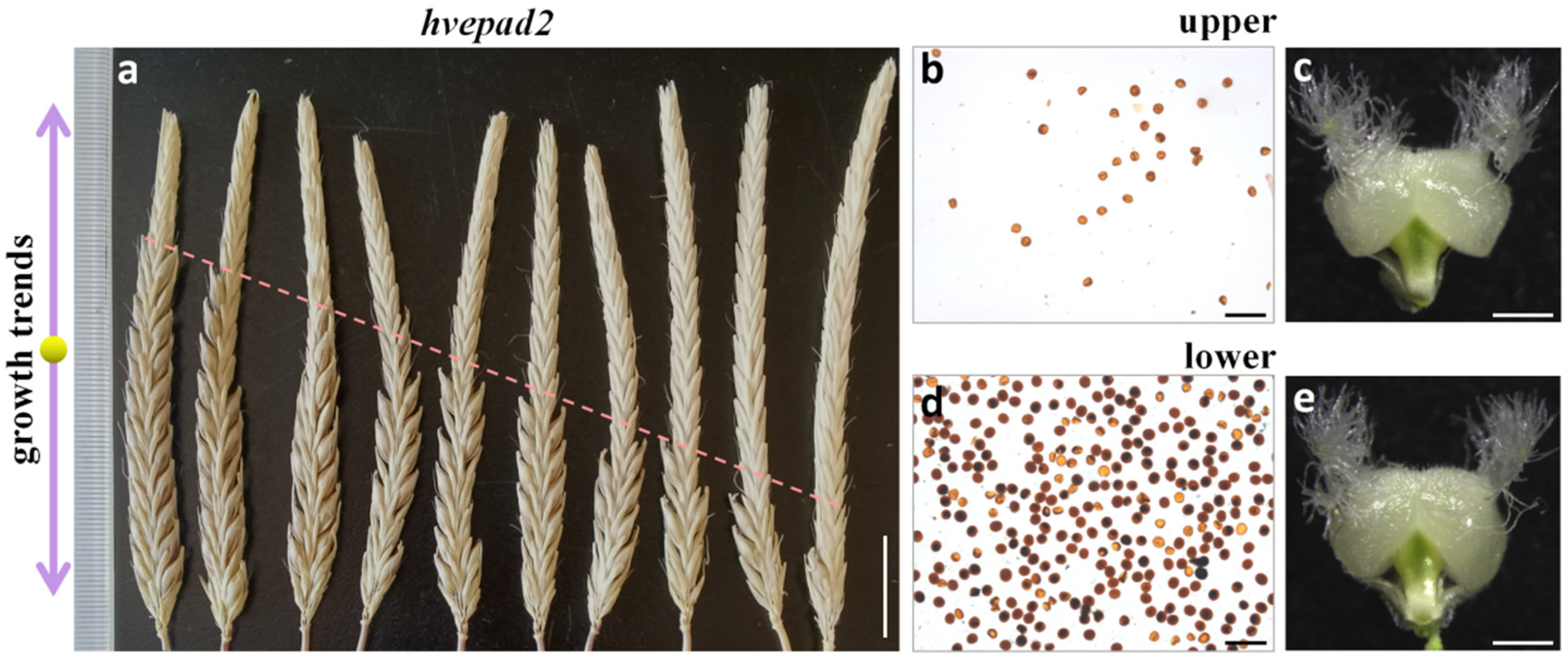 Ijms 25 08914 g004 Ijms 25 08914 g004