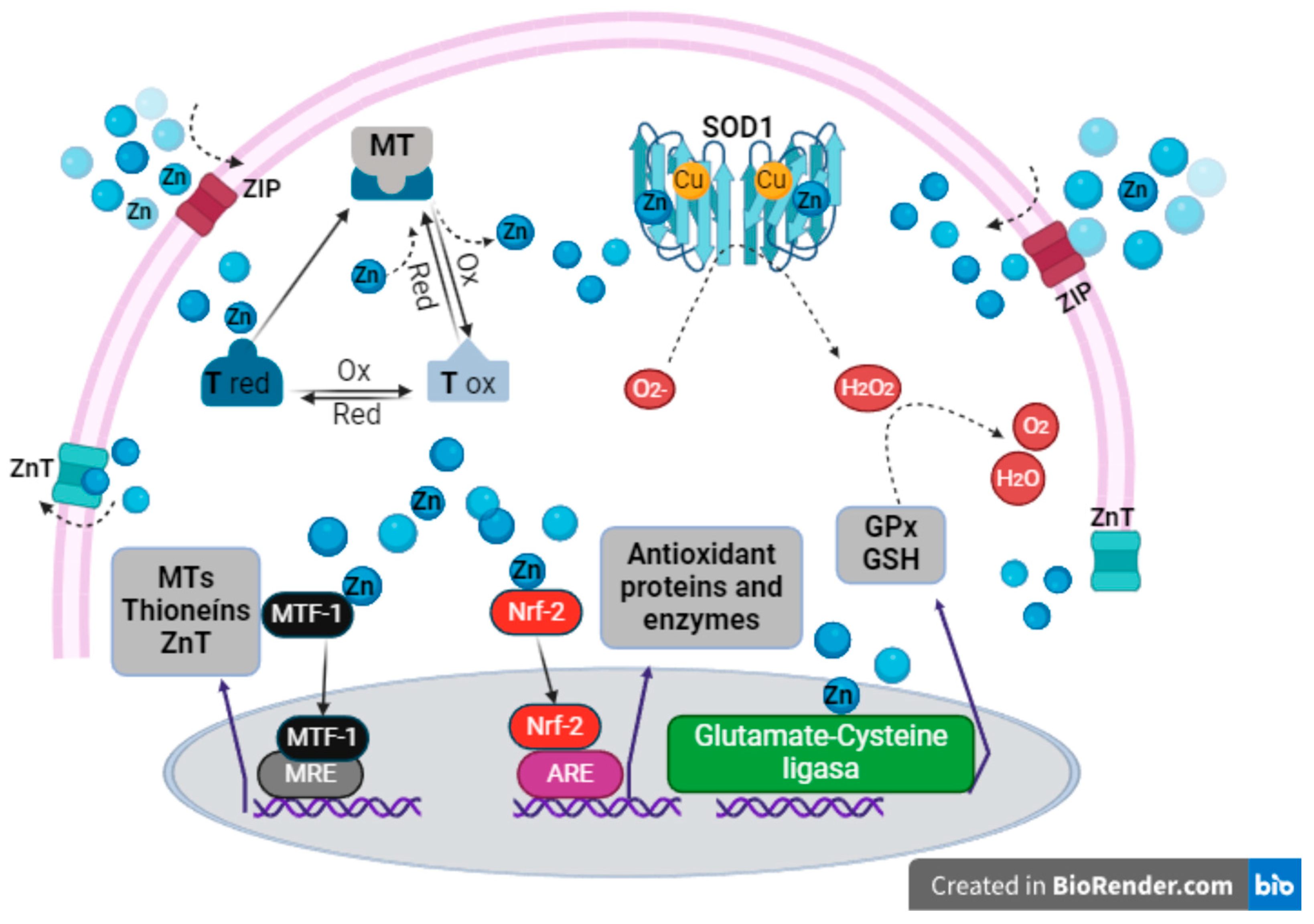 Ijms 25 08991 g002 Ijms 25 08991 g002