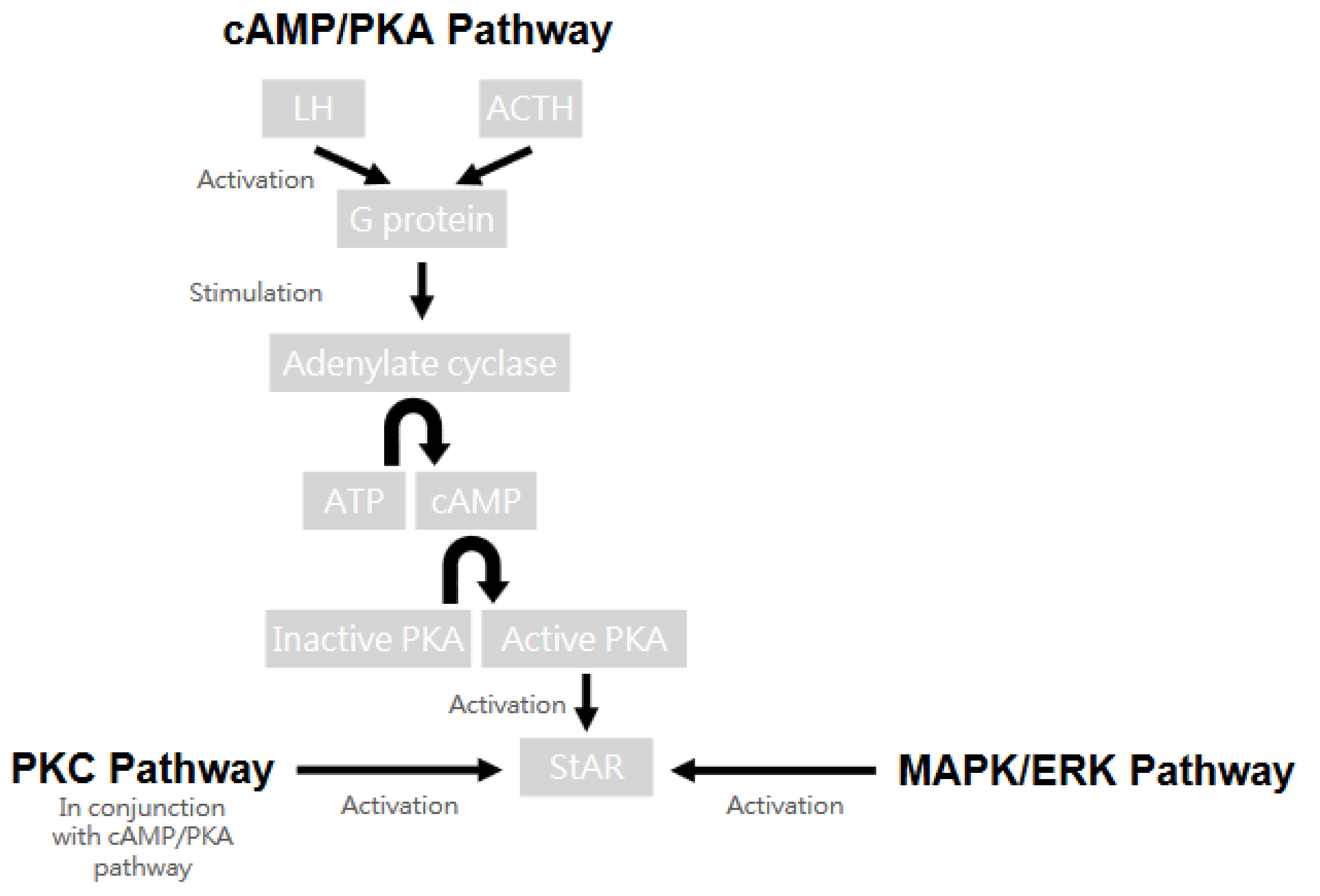 Ijms 25 09037 g006 Ijms 25 09037 g006