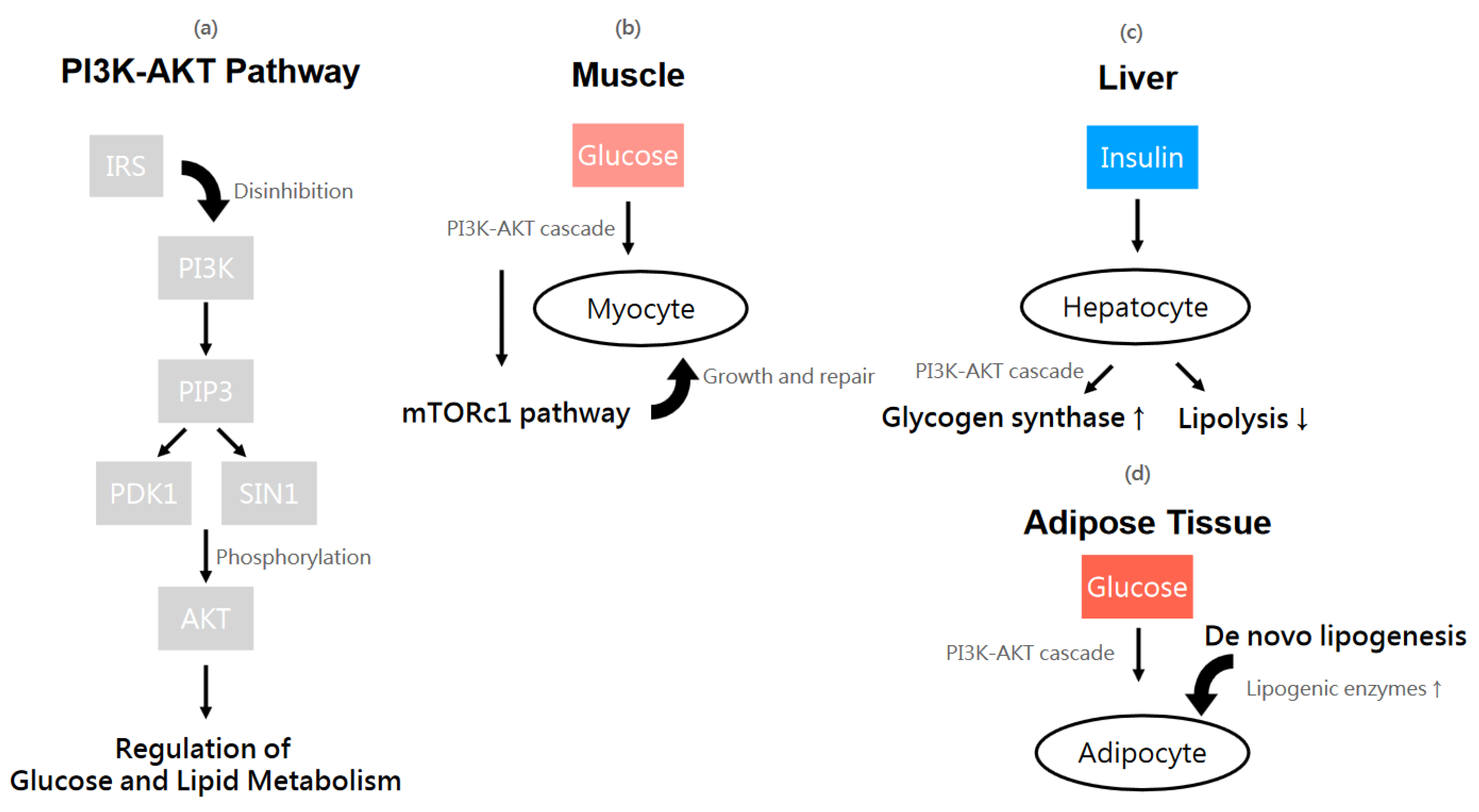 Ijms 25 09037 g007 Ijms 25 09037 g007