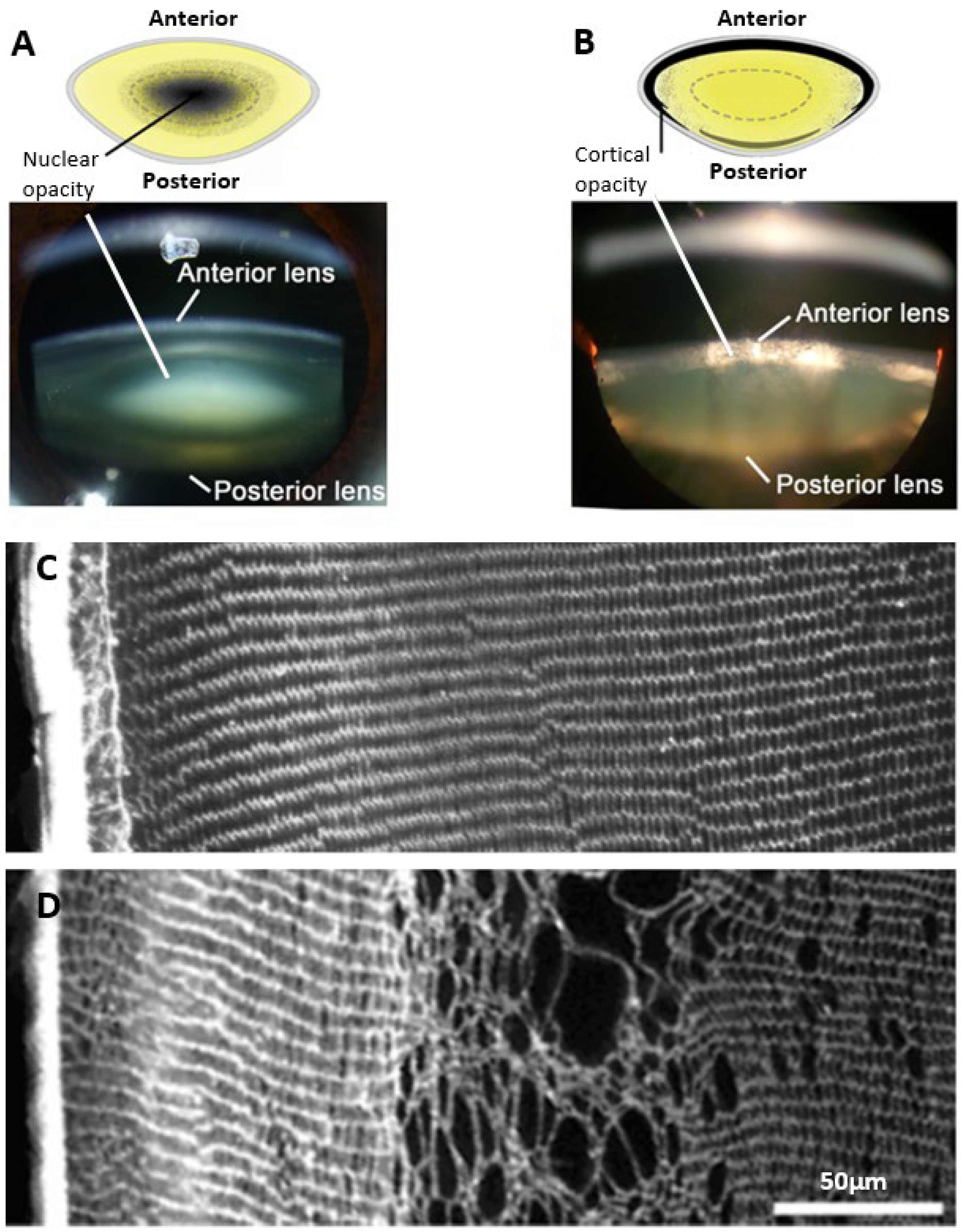 Ijms 25 09042 g001 Ijms 25 09042 g001