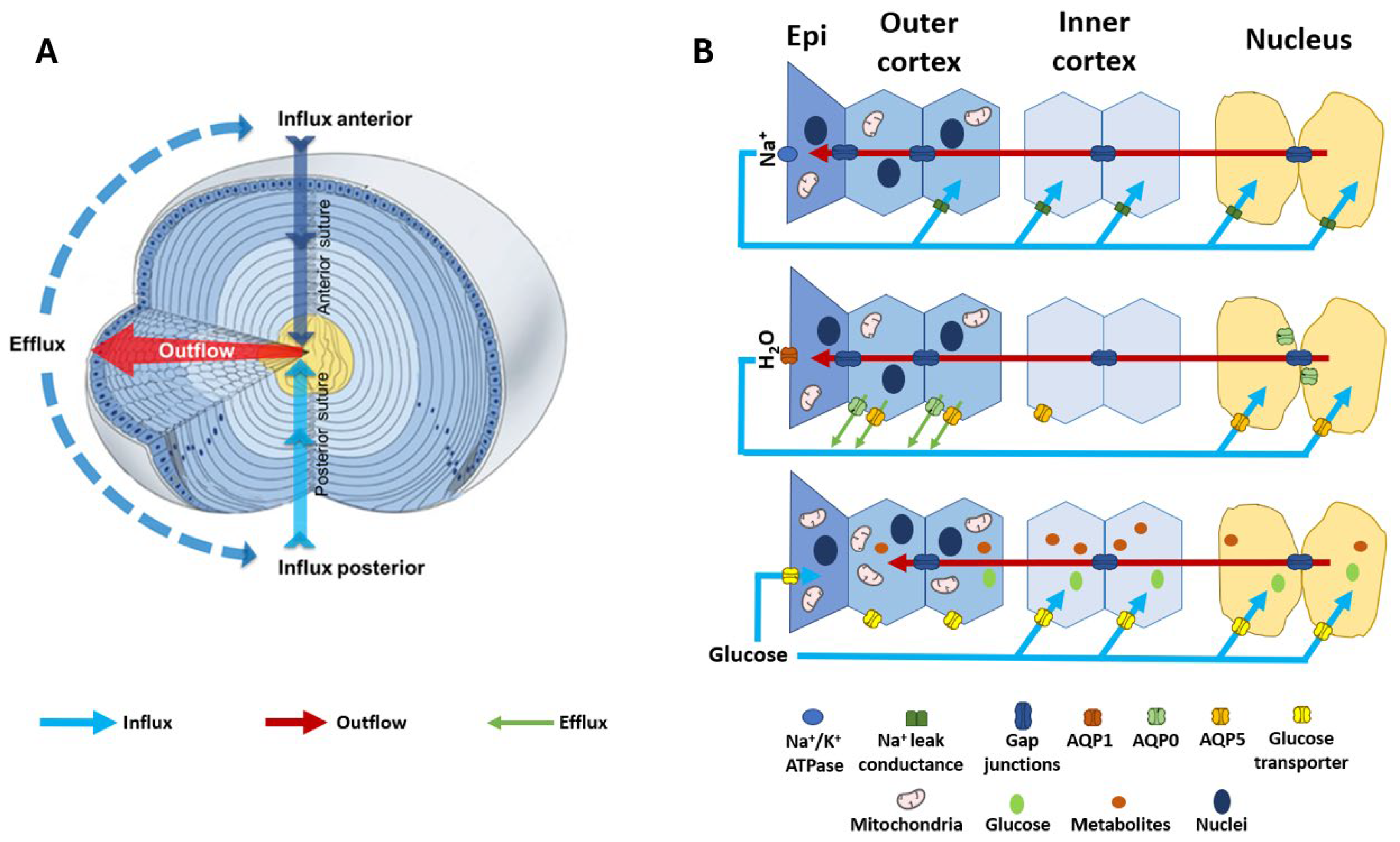 Ijms 25 09042 g002 Ijms 25 09042 g002