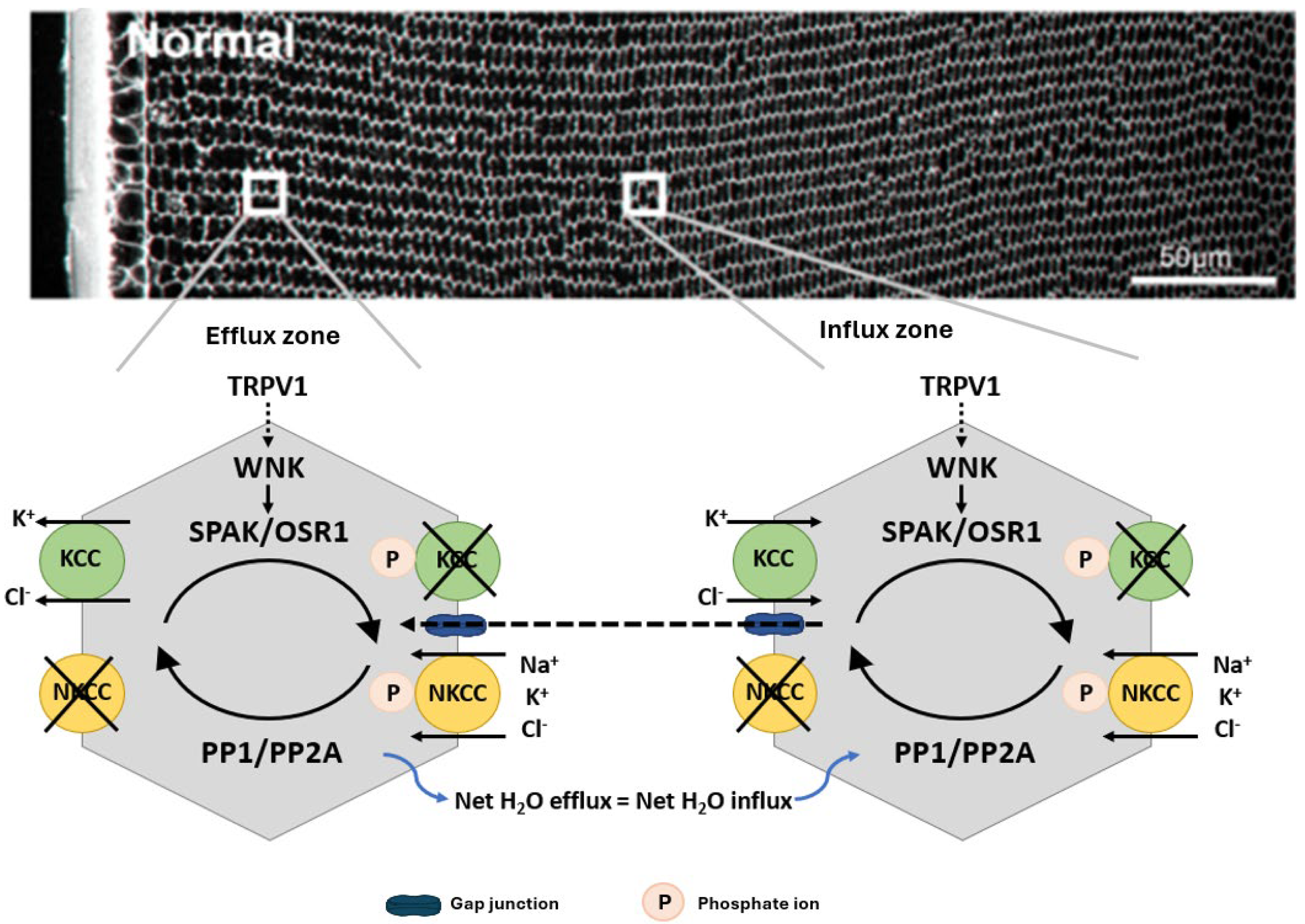 Ijms 25 09042 g003 Ijms 25 09042 g003